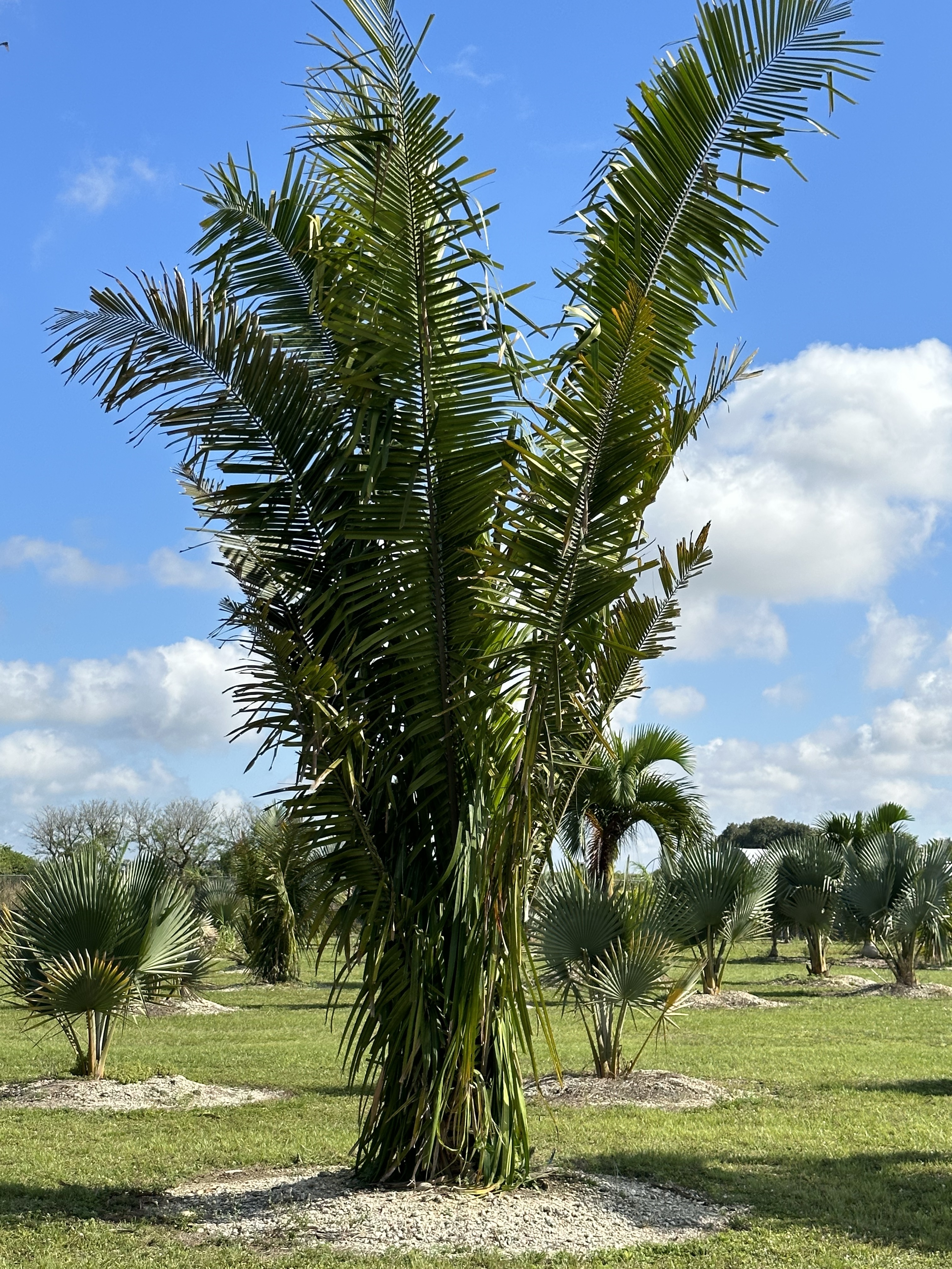 Attalea cohune