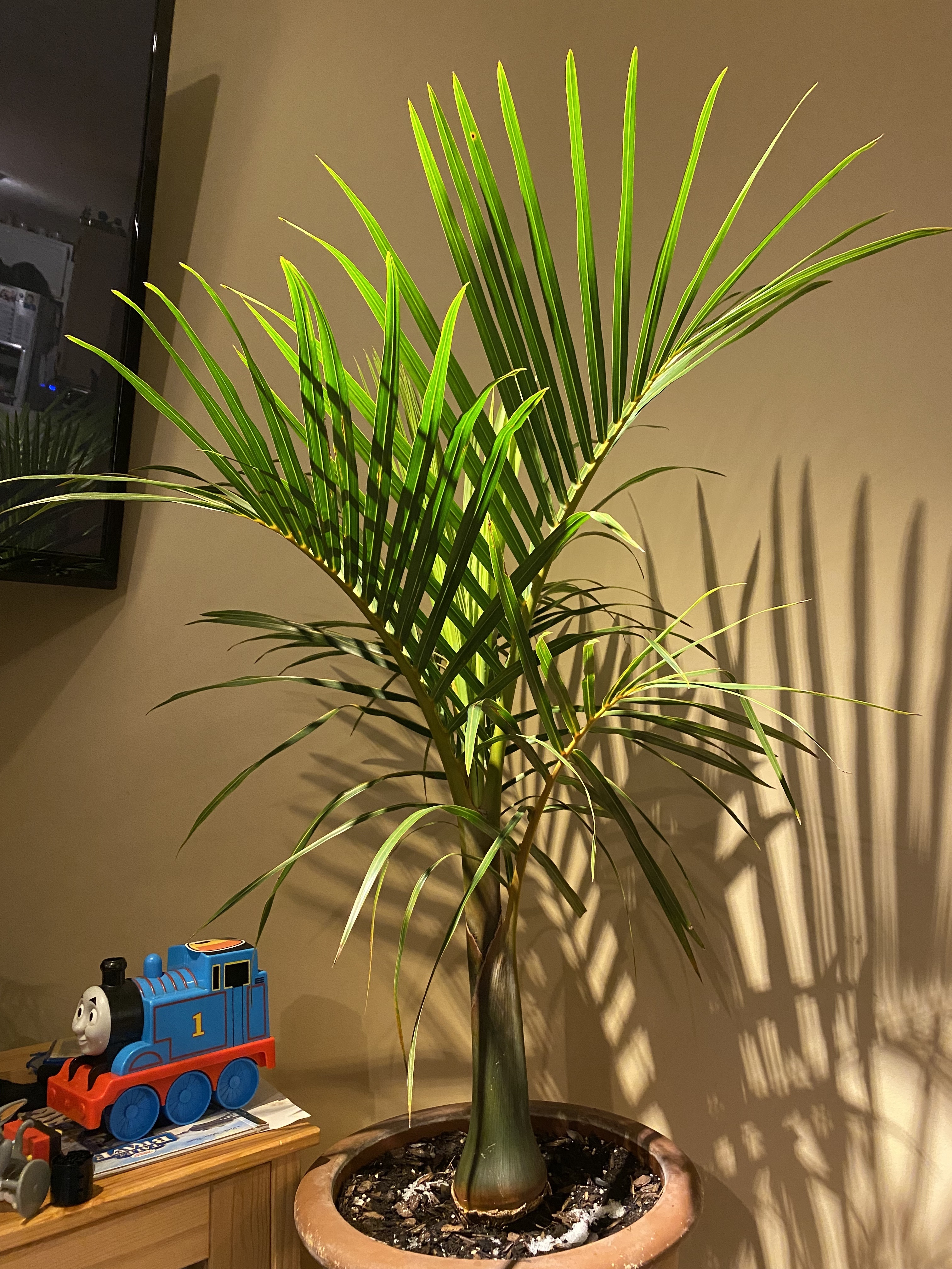 Hyophorbe verschaffeltii