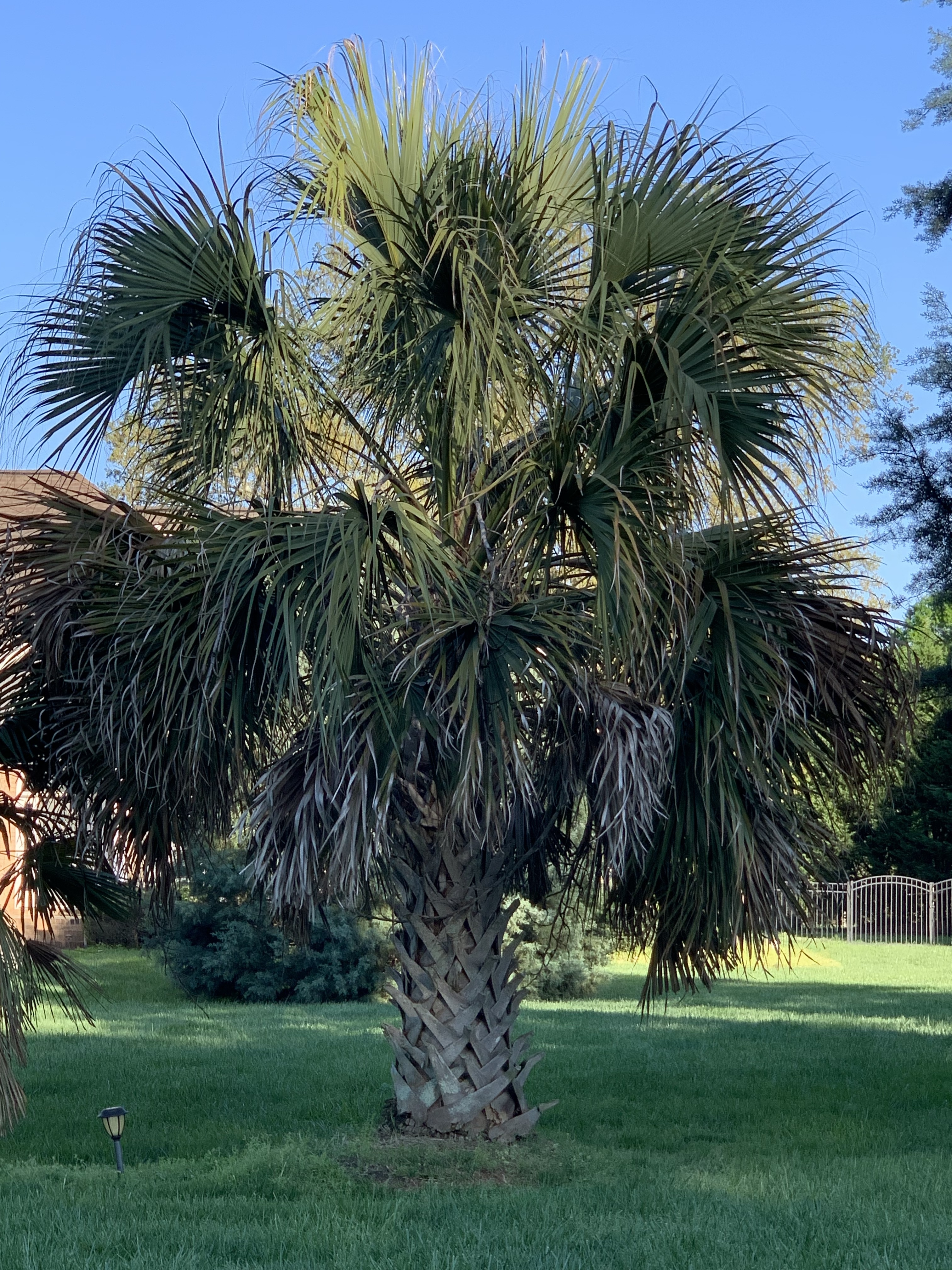 Sabal palmetto