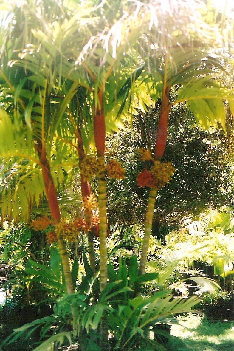 Areca vestiaria - orange