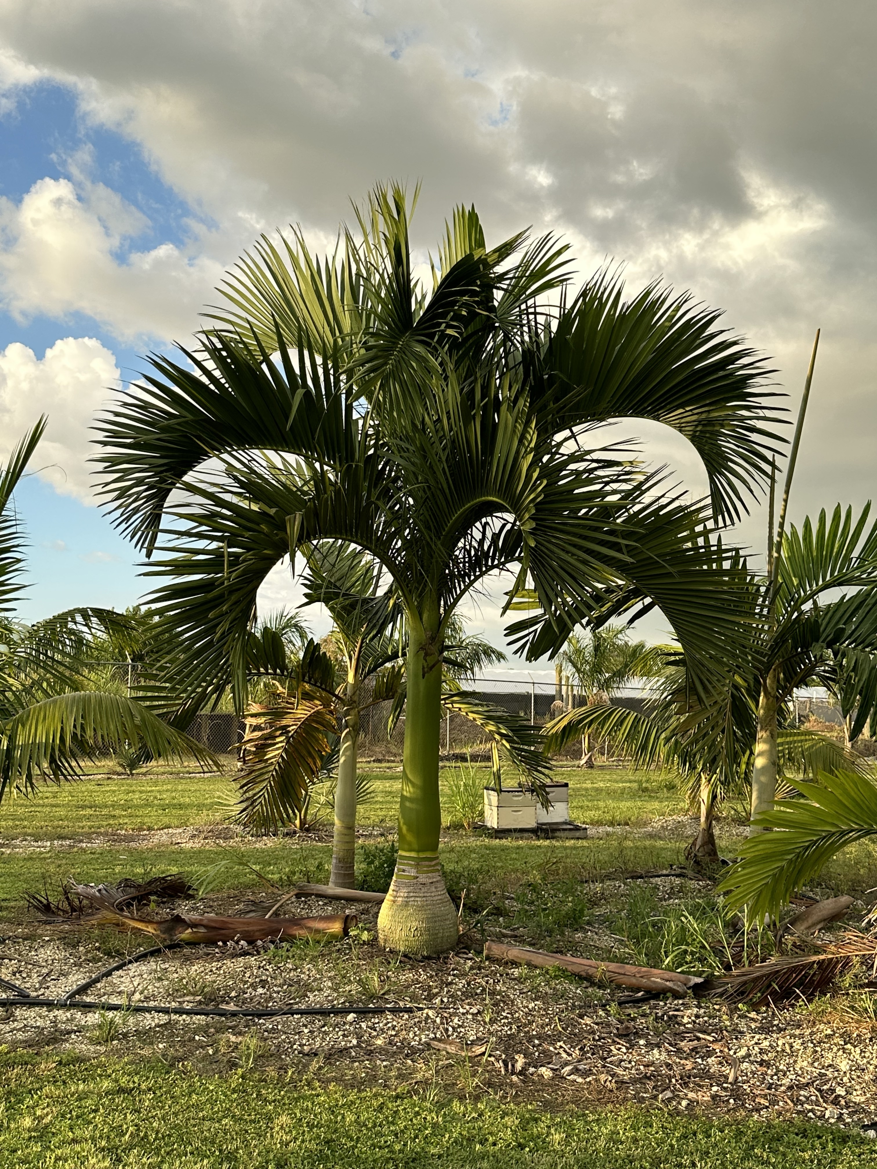 Carpoxylon macrospermum