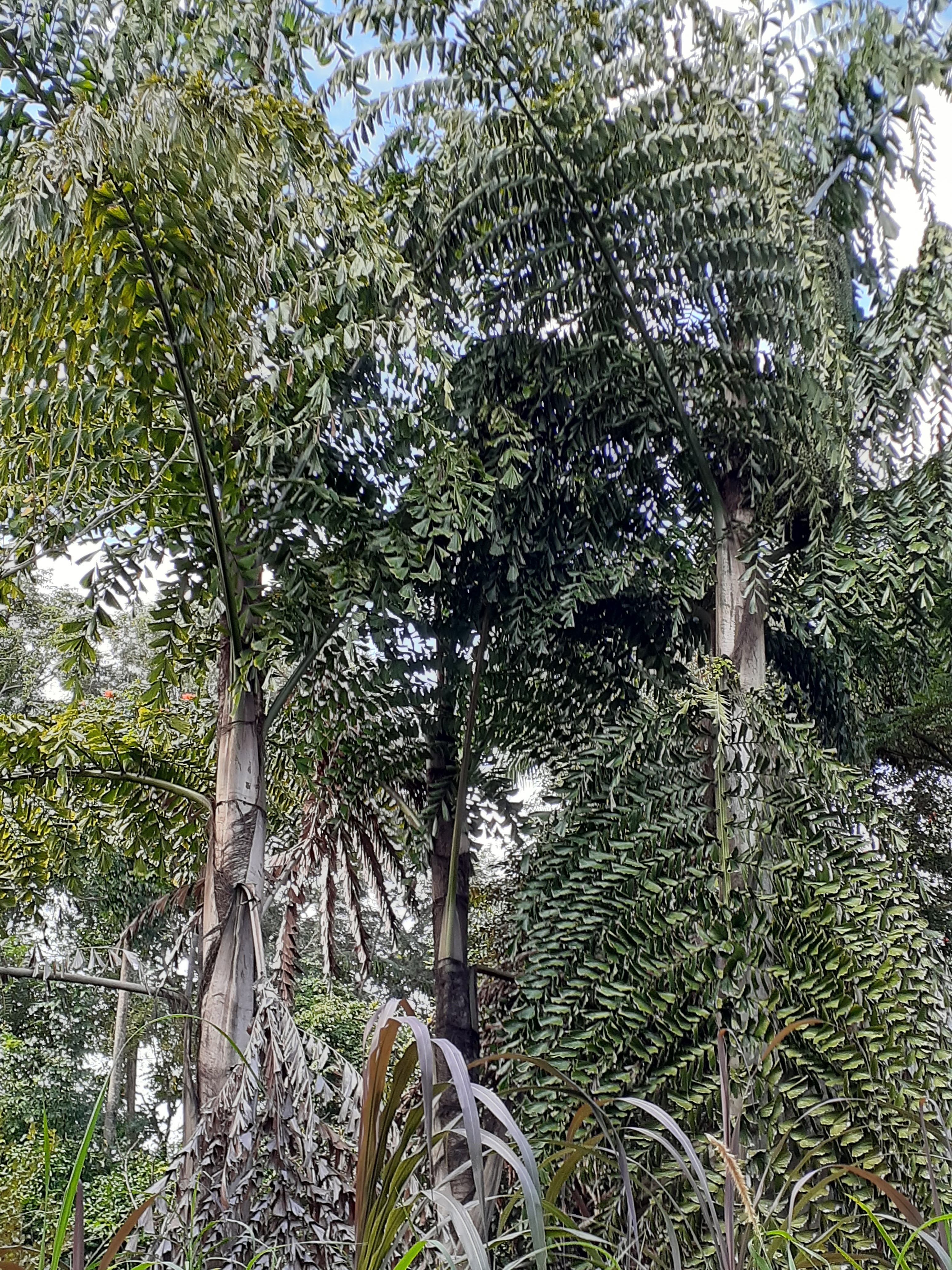 Caryota obtusa