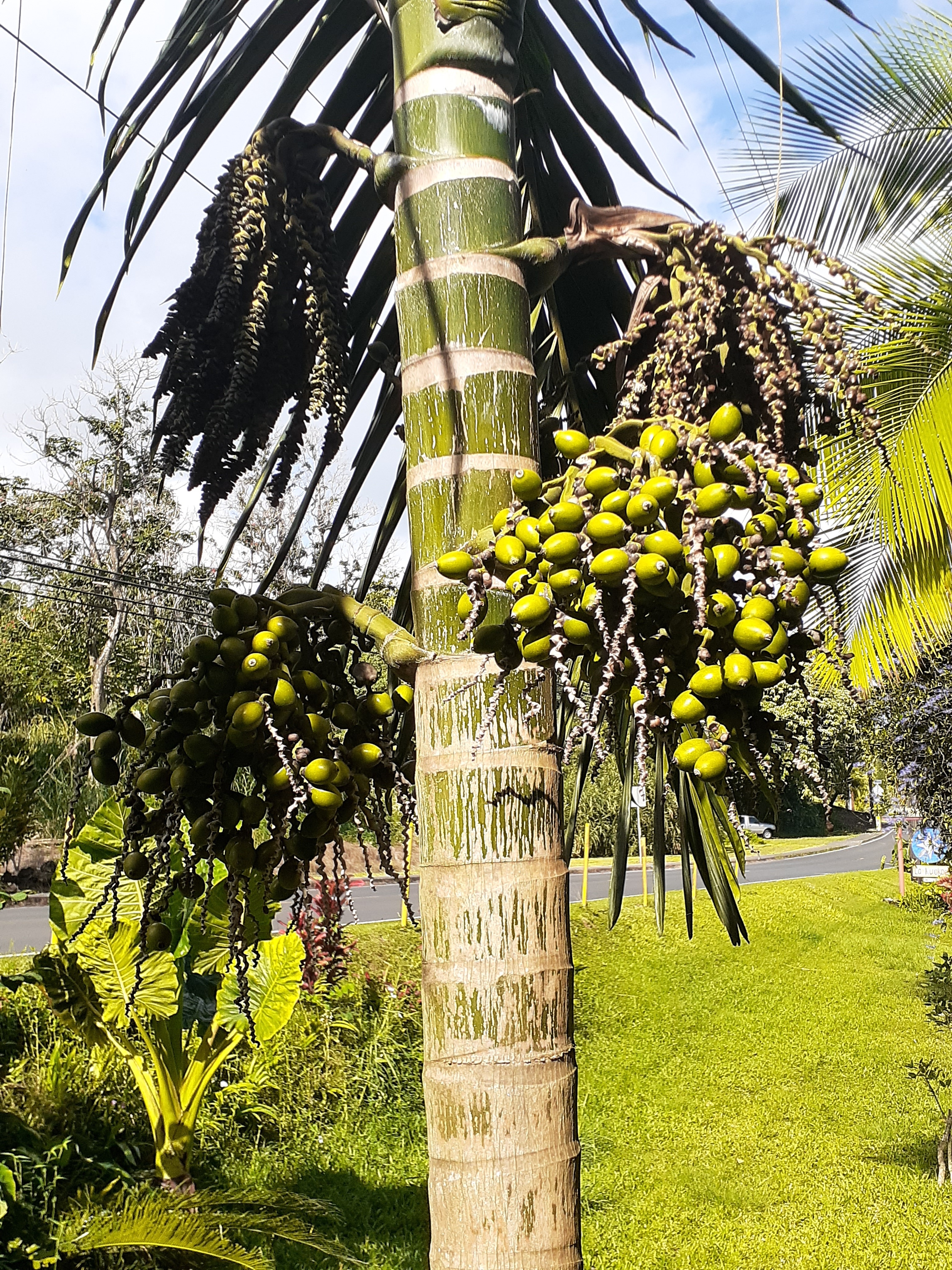 Chambeyronia macrocarpa