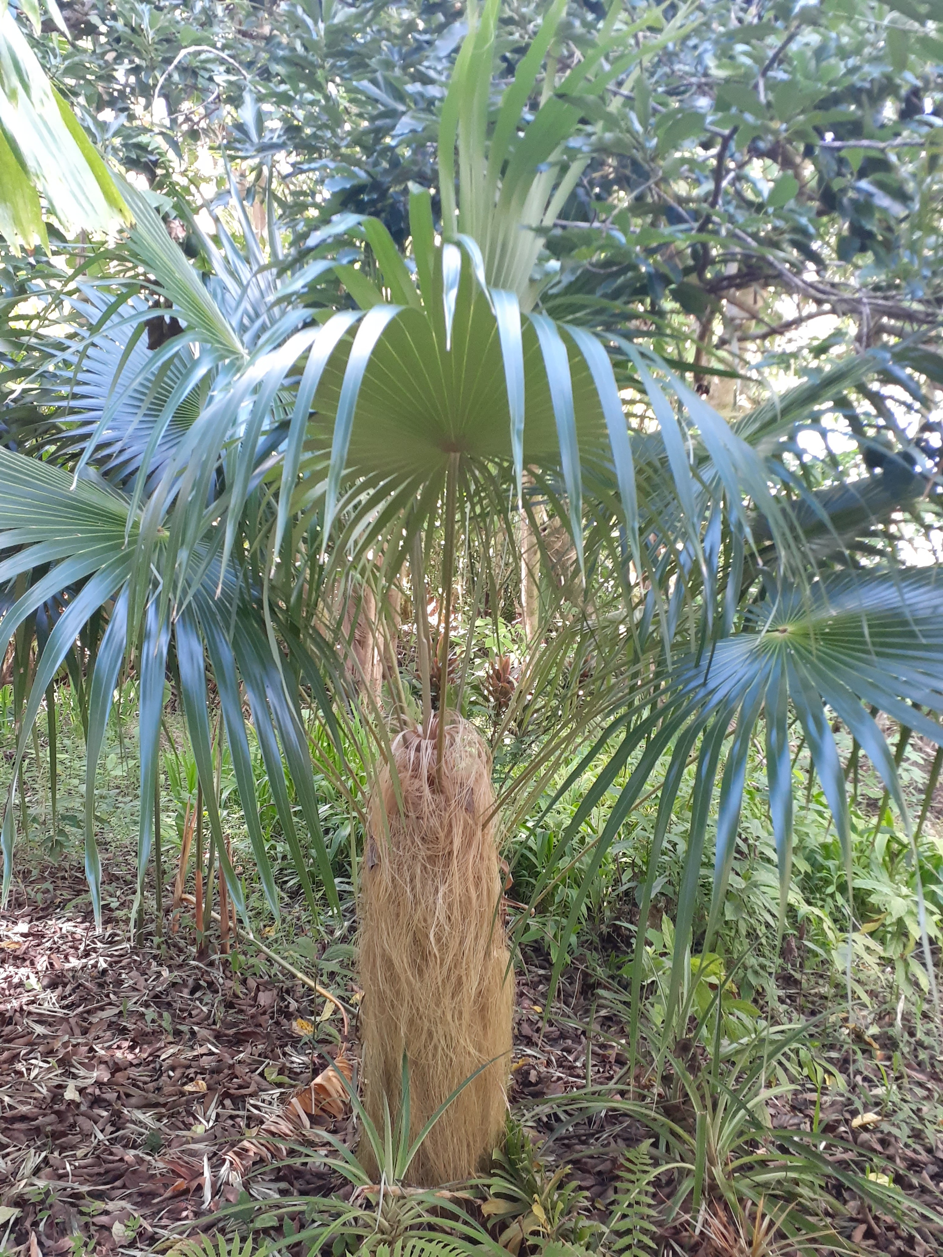 Coccothrinax crinita subsp. crinita