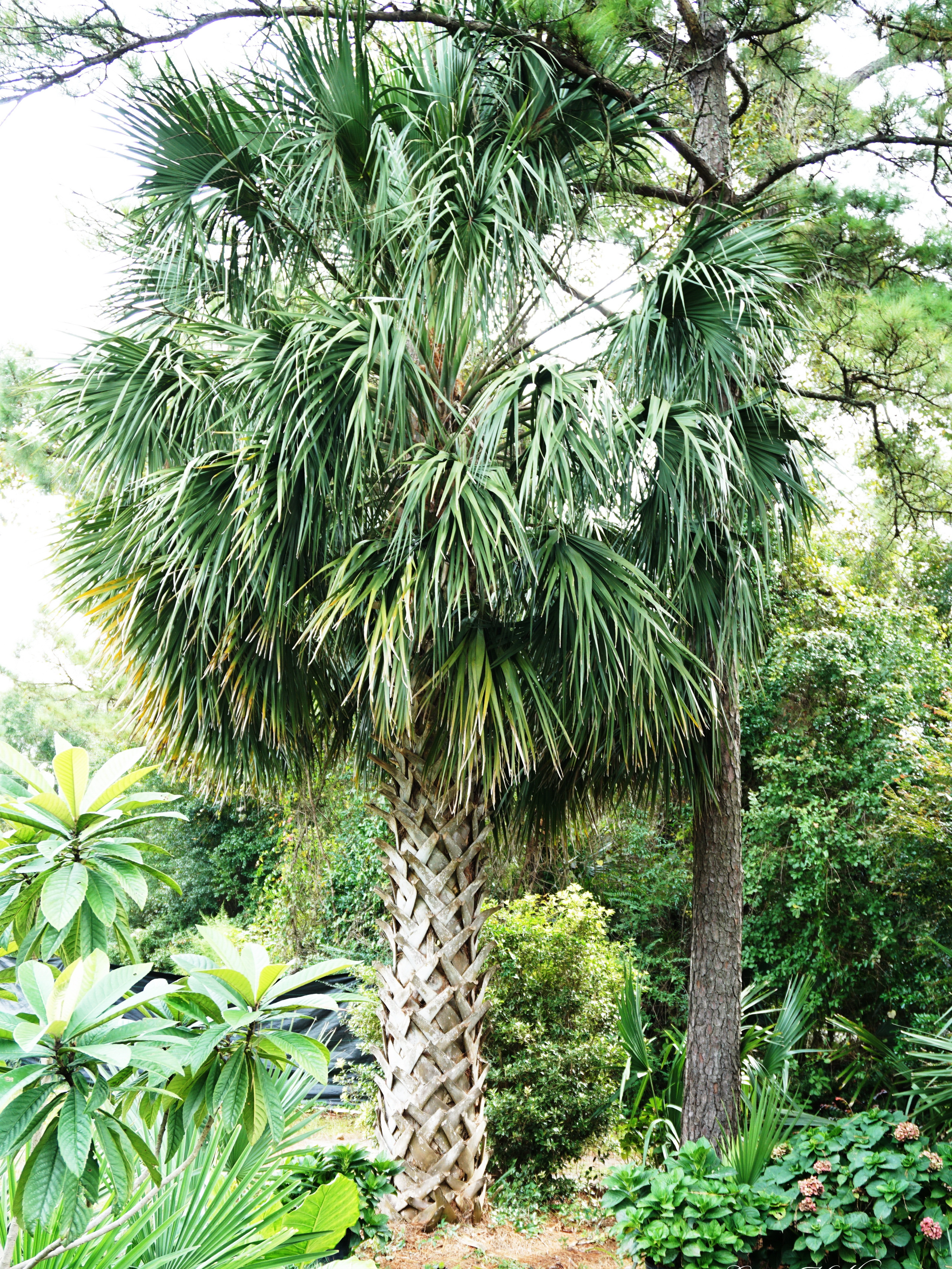 Sabal palmetto