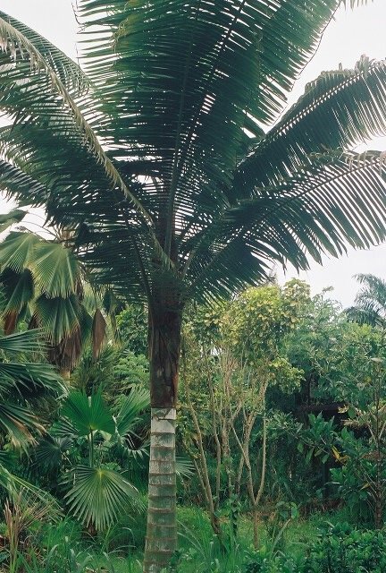 Chrysalidocarpus leptocheilos