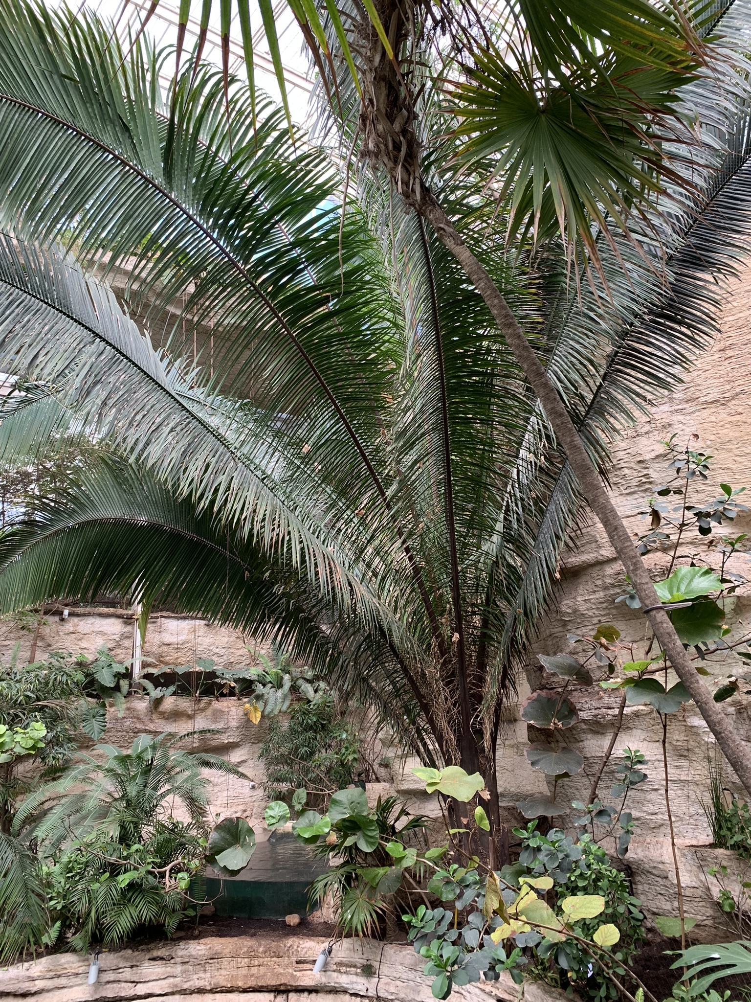 Attalea cohune