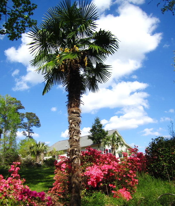 Trachycarpus fortunei