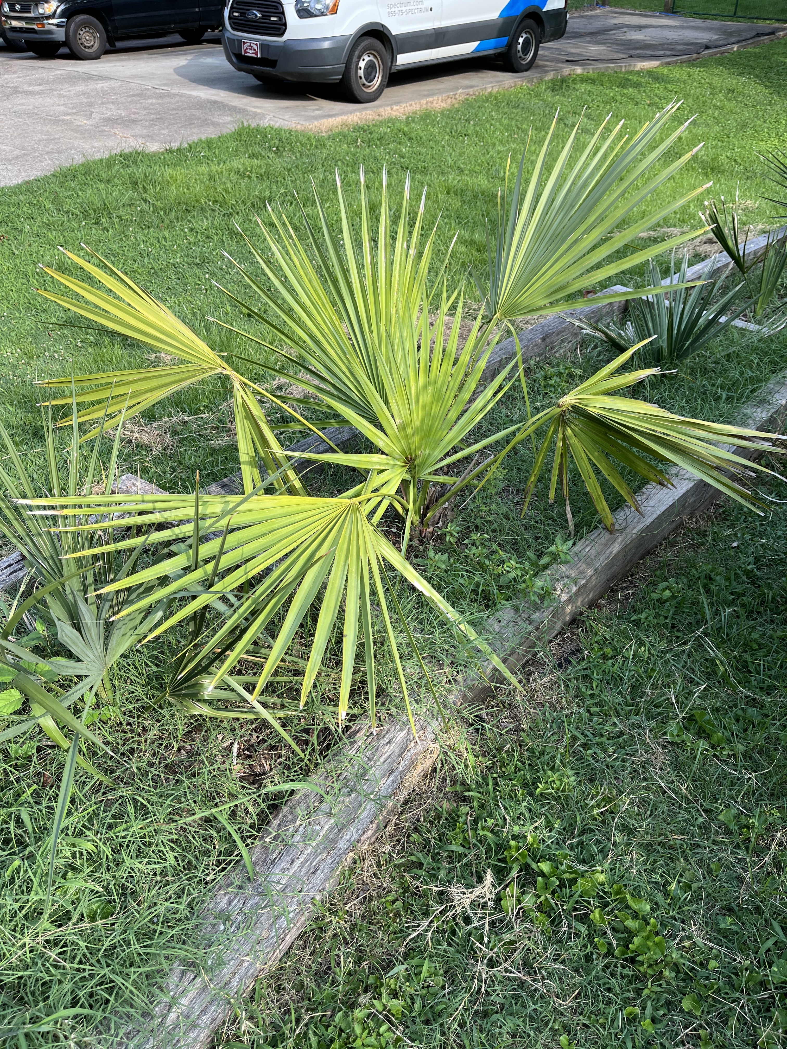 Sabal x brazoriensis