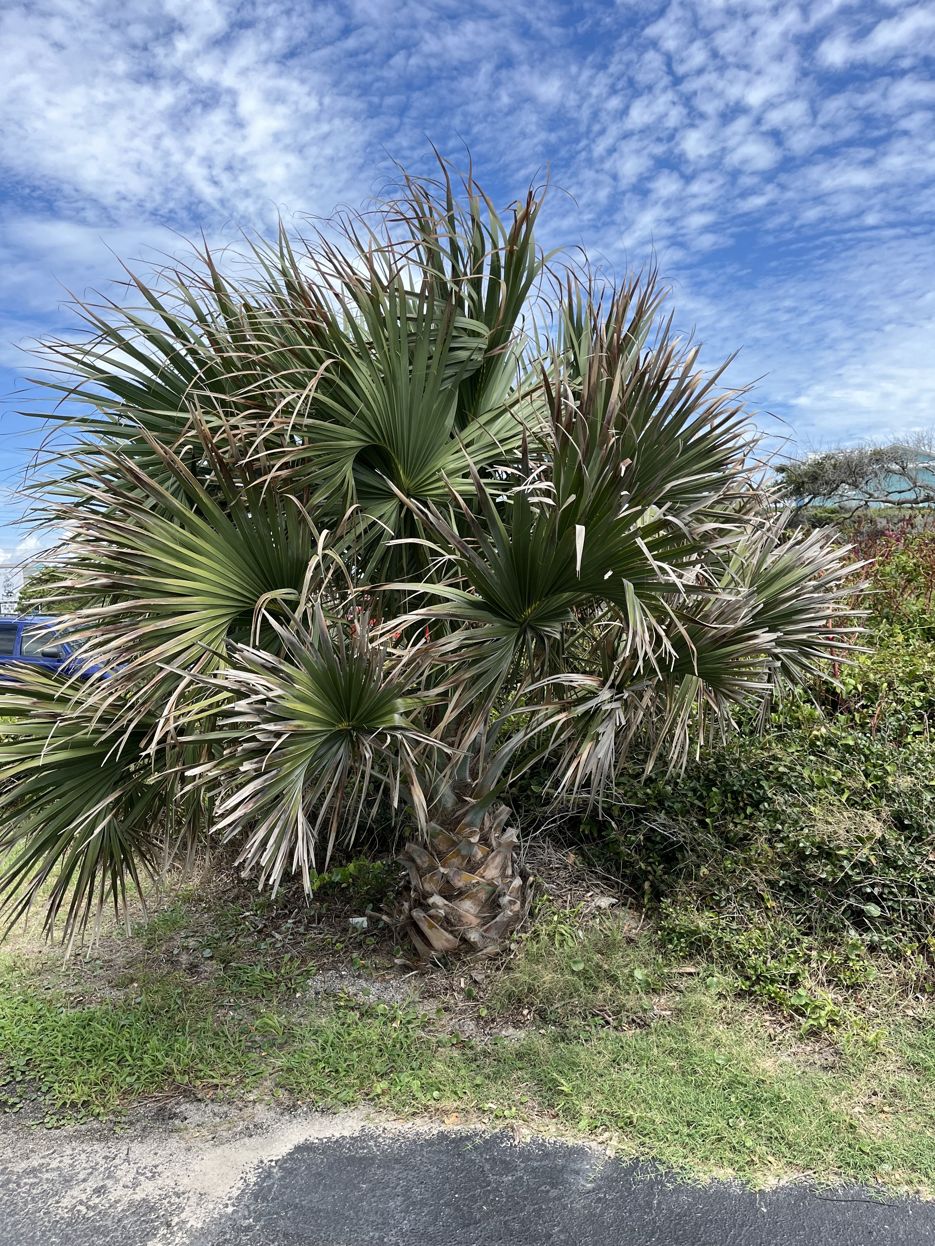 Sabal palmetto