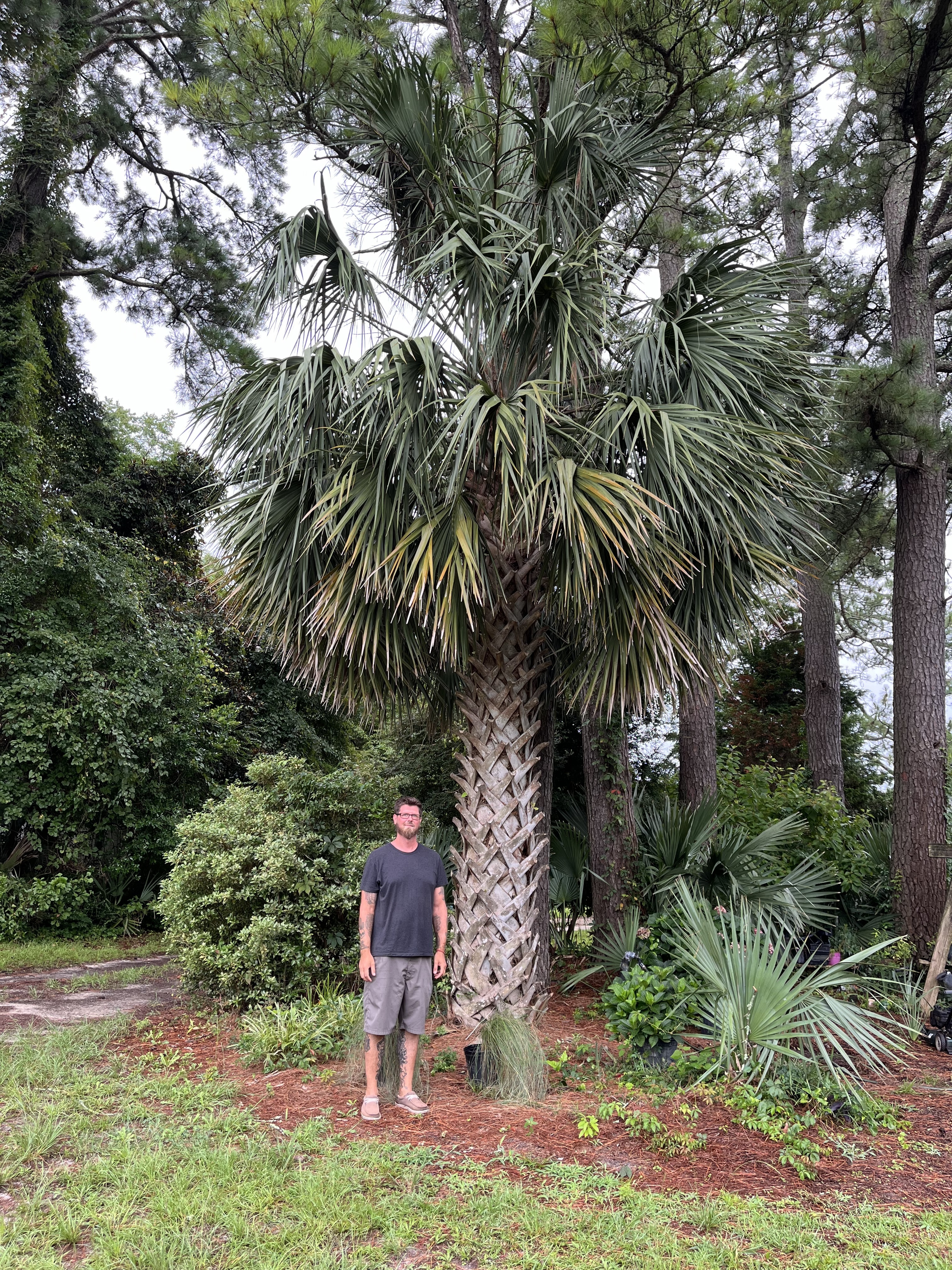 Sabal palmetto