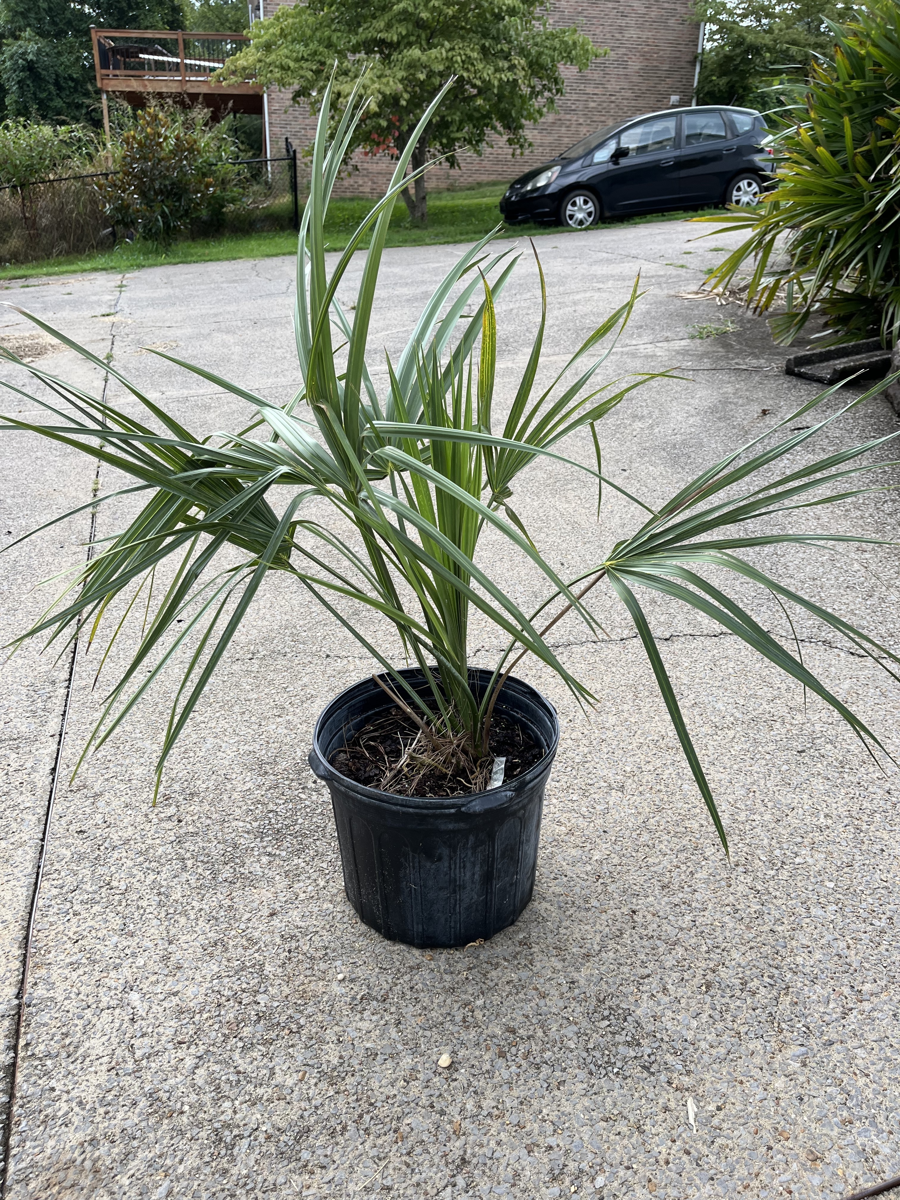 Sabal palmetto