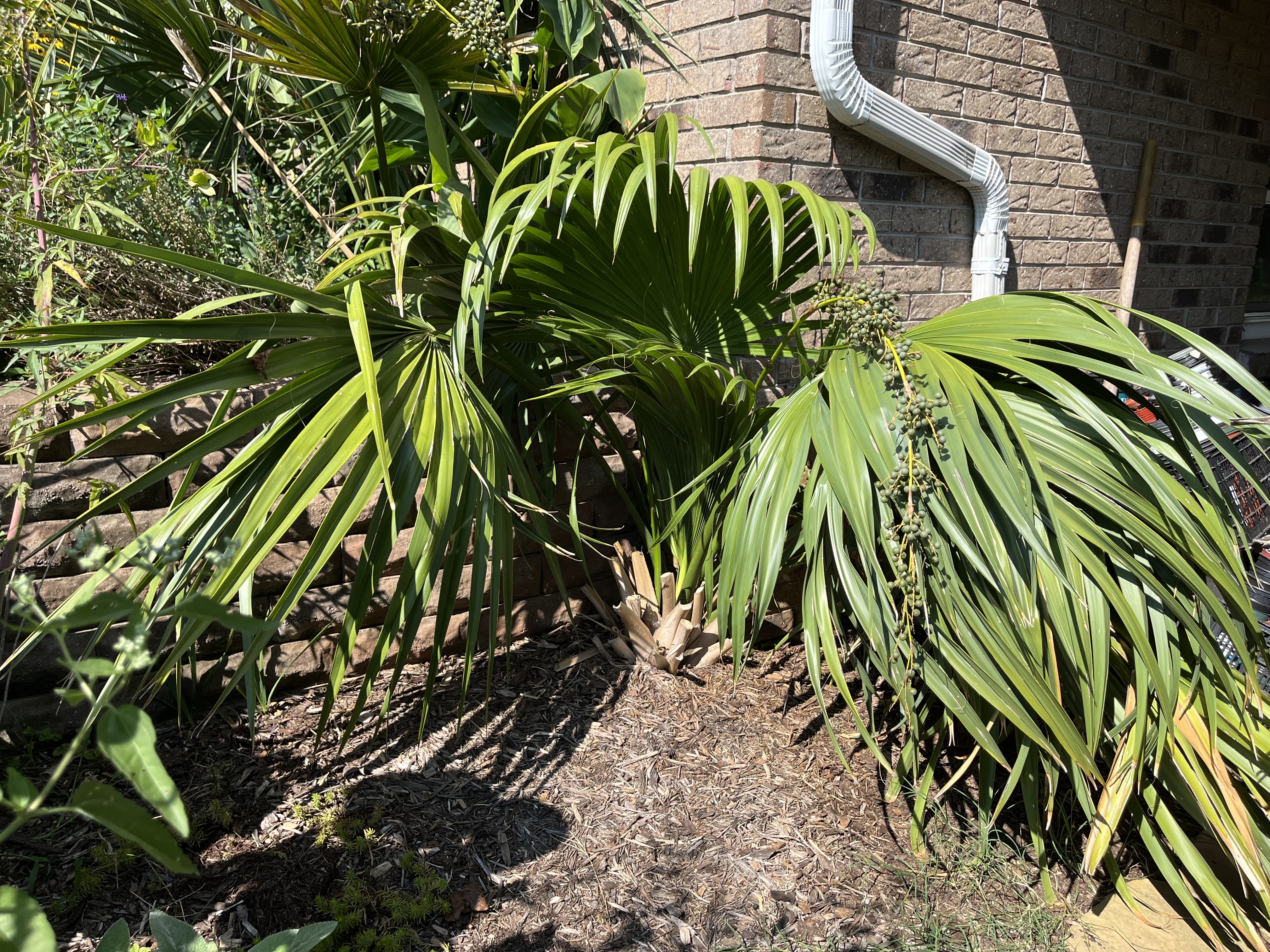 Sabal minor var. louisiana