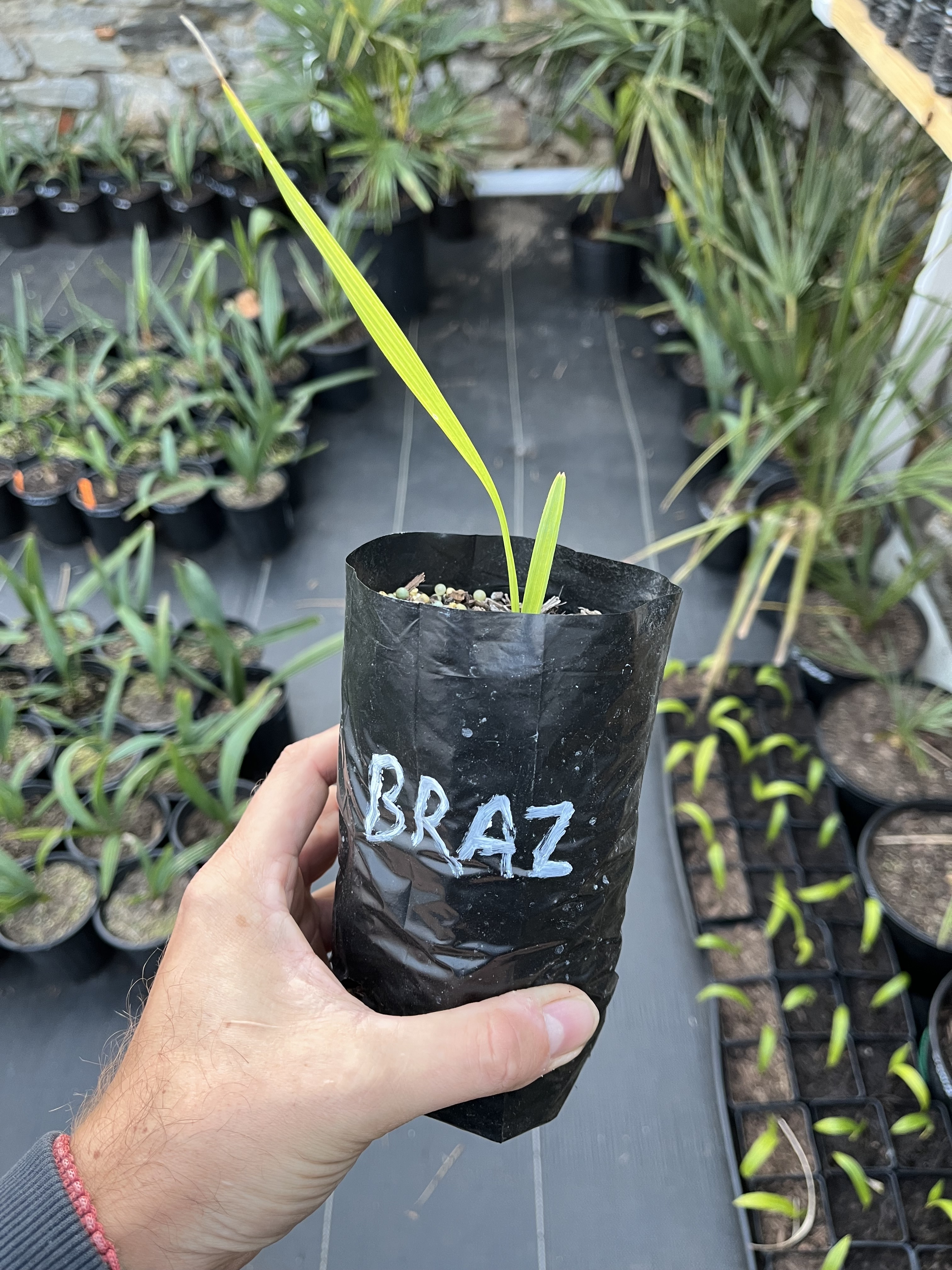 Sabal x brazoriensis