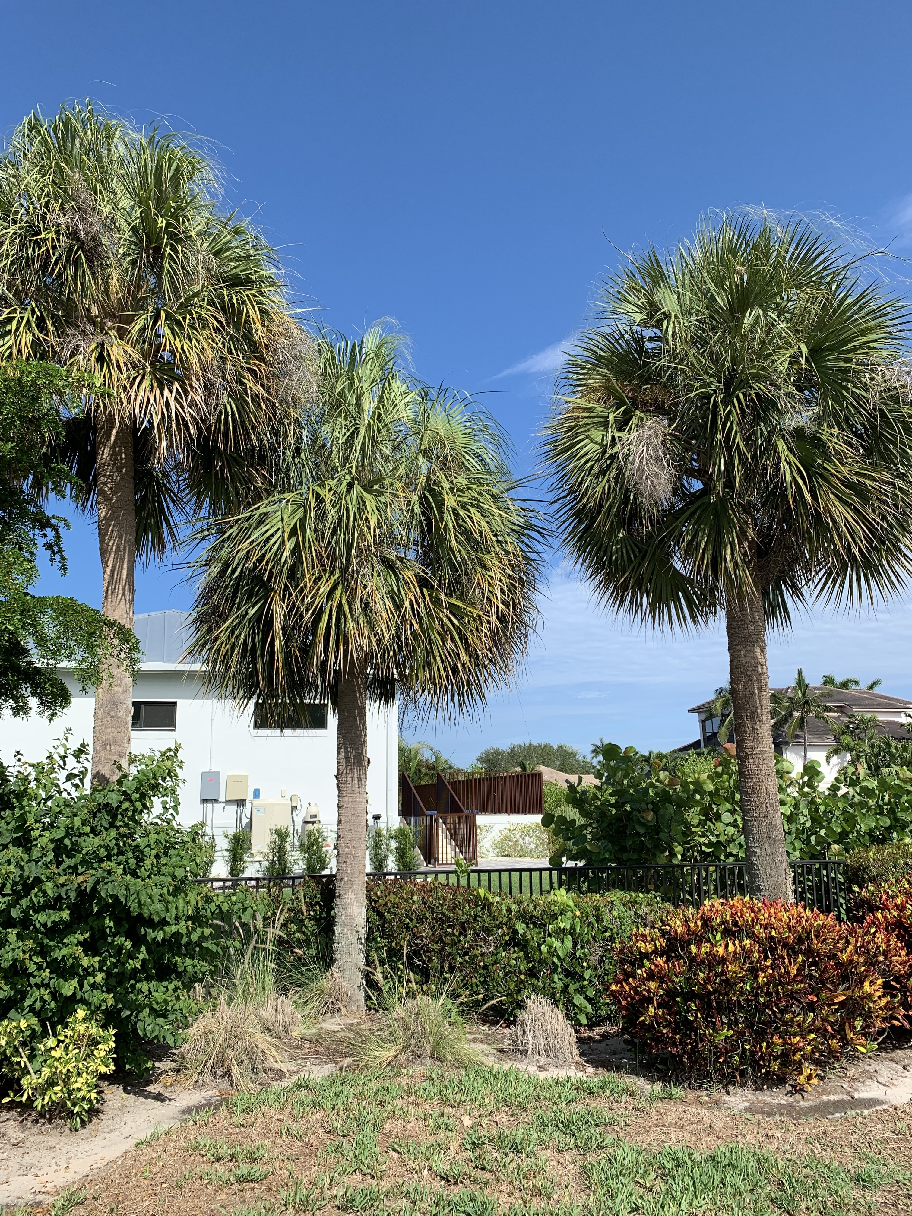 Sabal palmetto