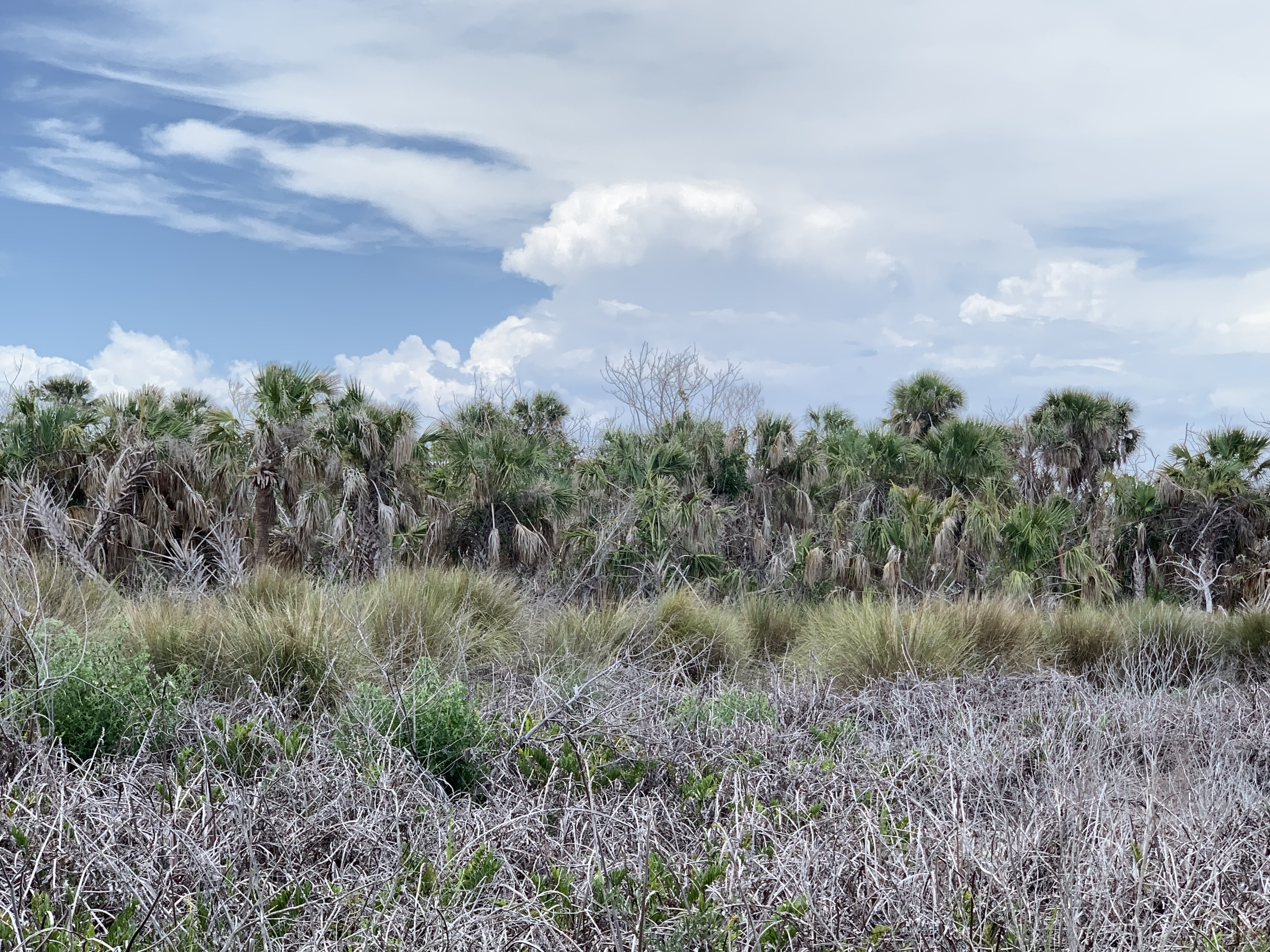 Sabal palmetto