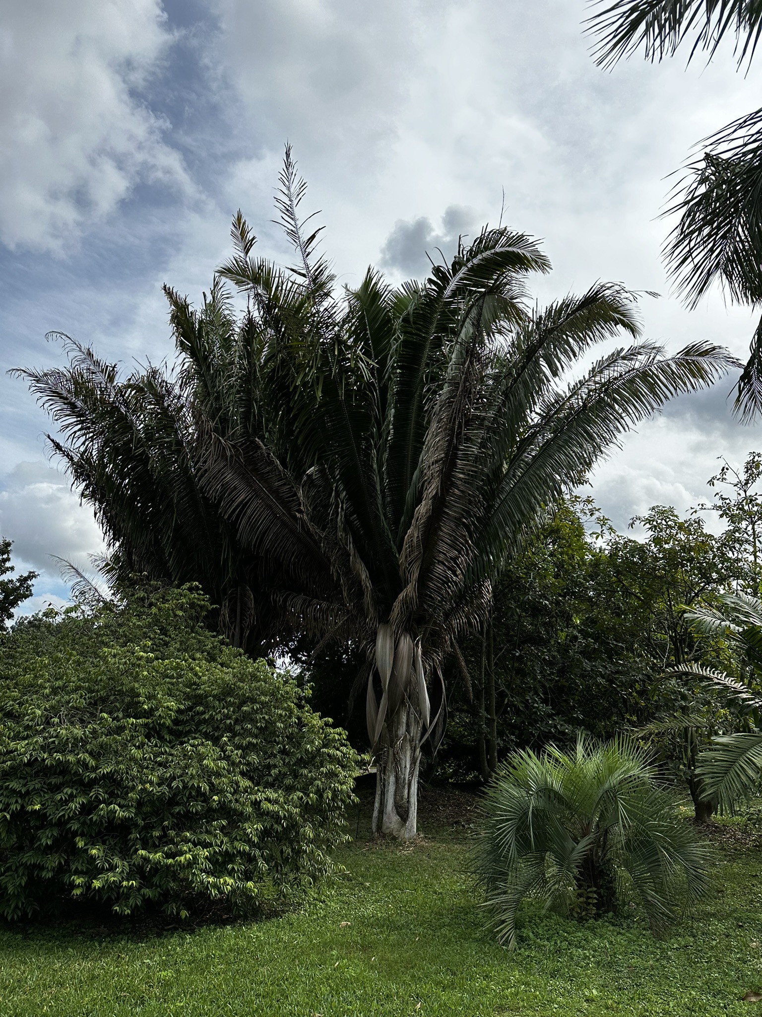 Attalea cohune