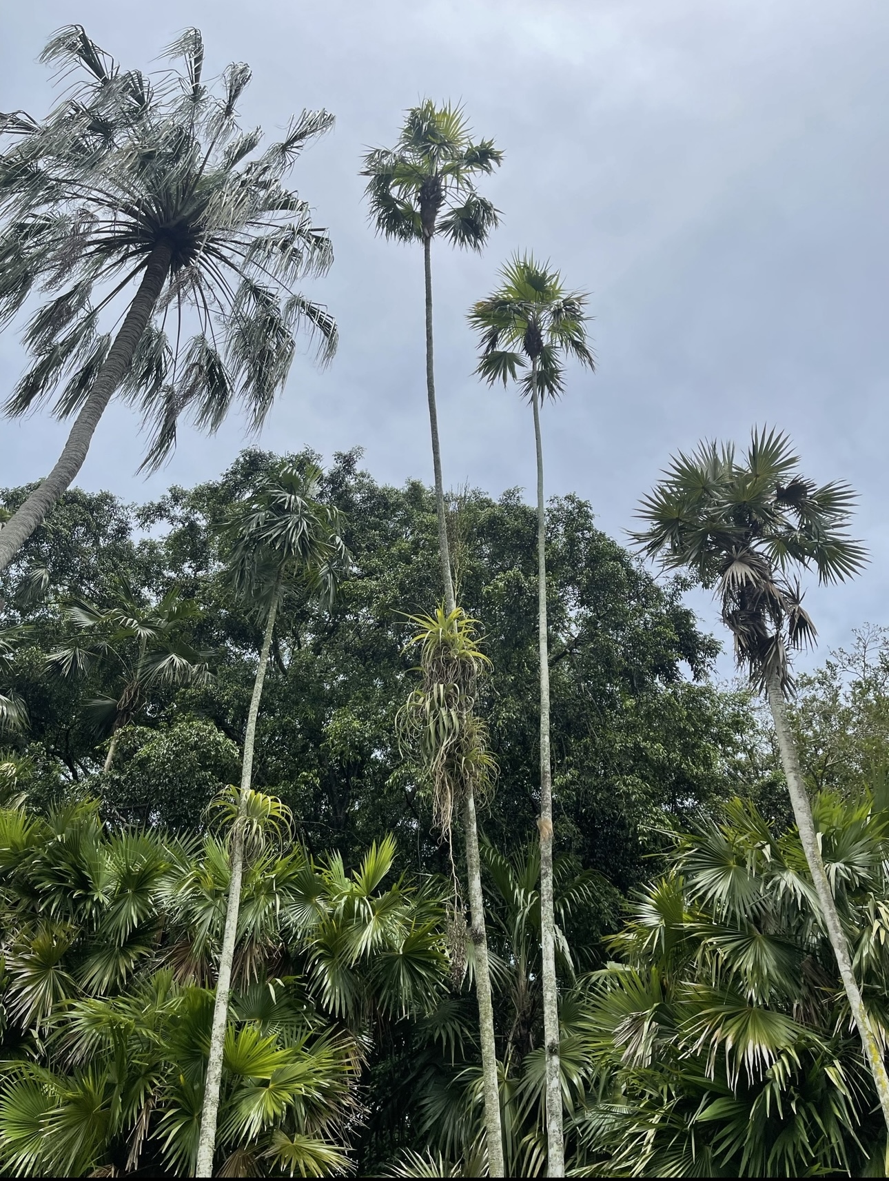 Coccothrinax barbadensis x Zombia antillarum, 1933, Montgomery Botanical Center
