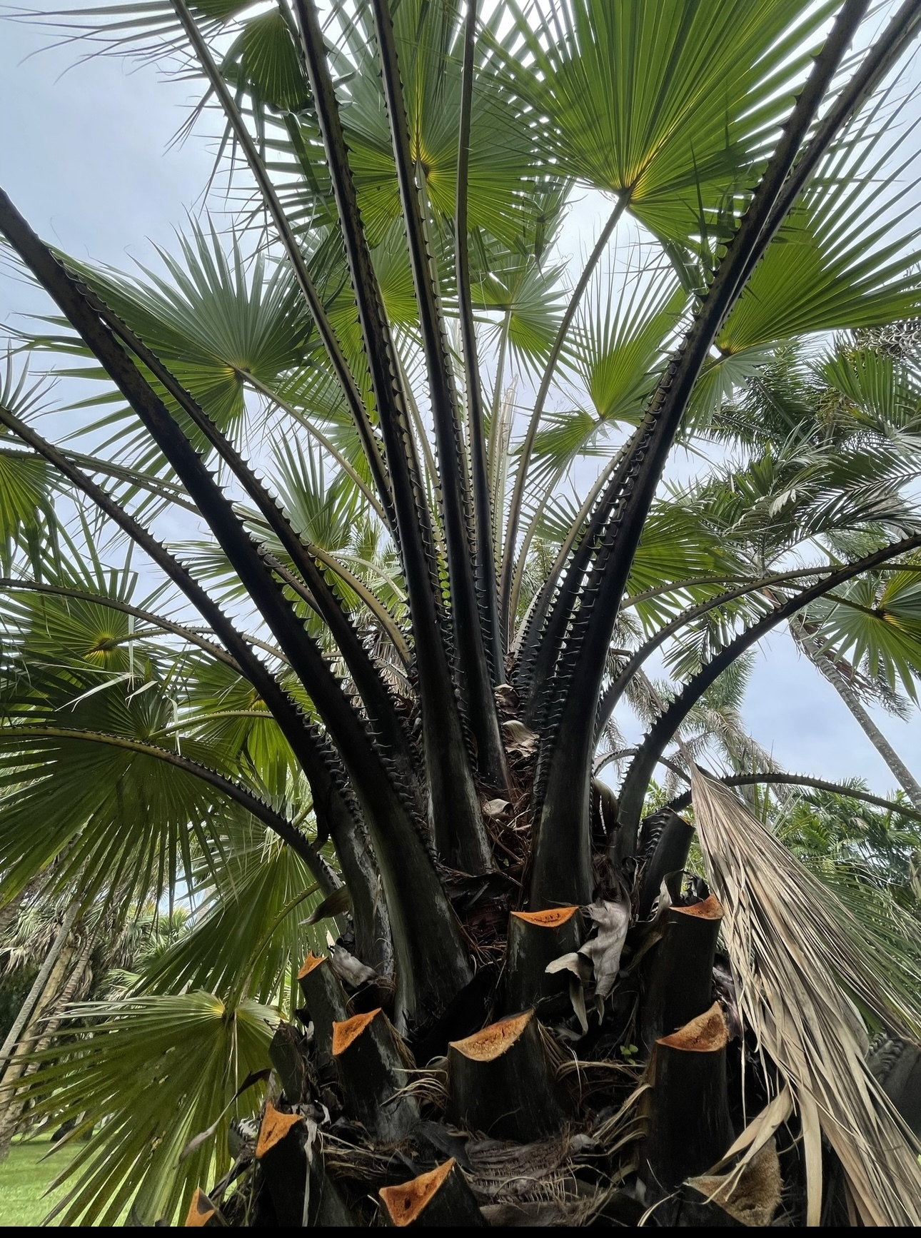 Livistona carinensis, Montgomery Botanical Center