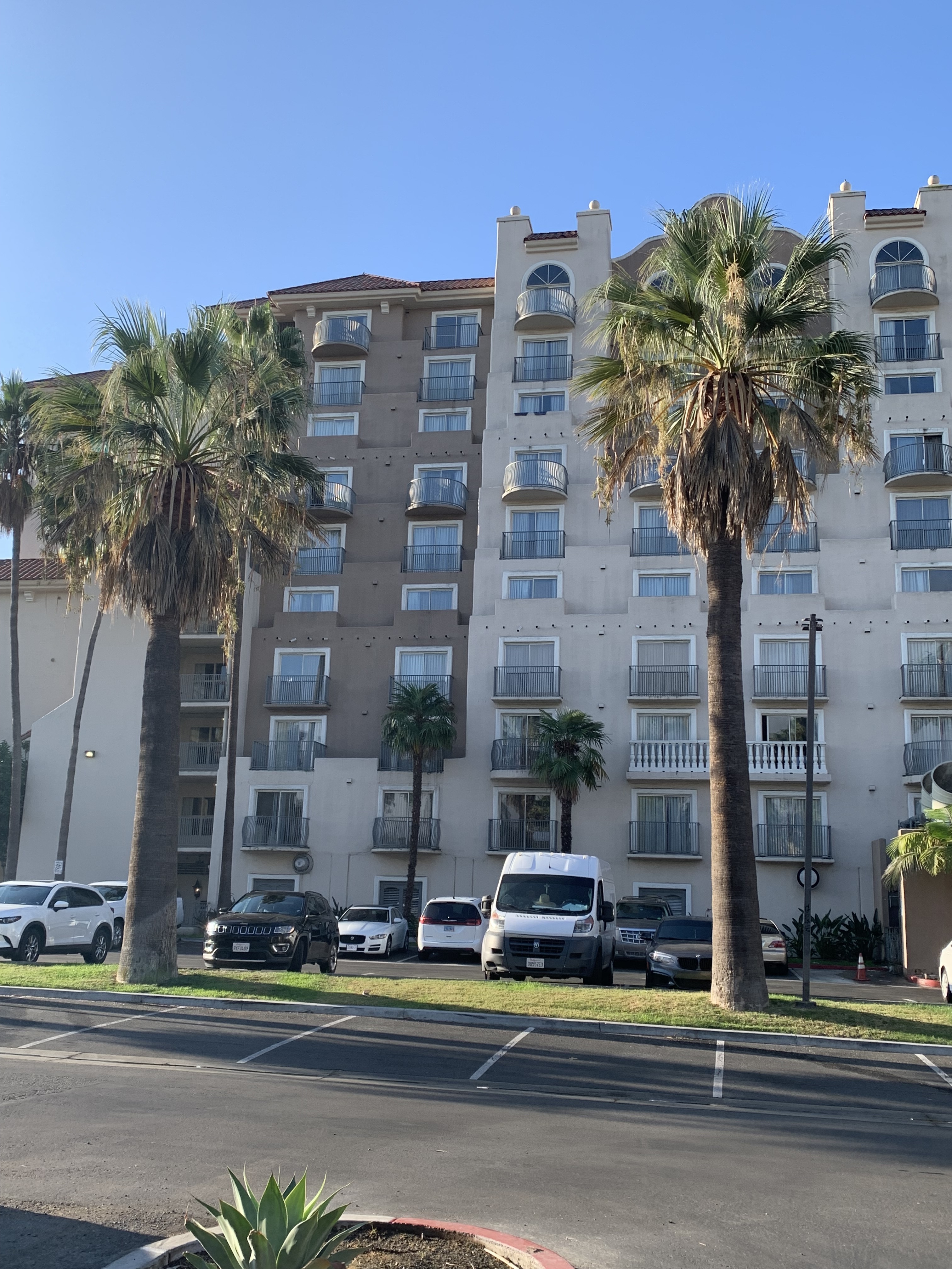 Washingtonia filifera