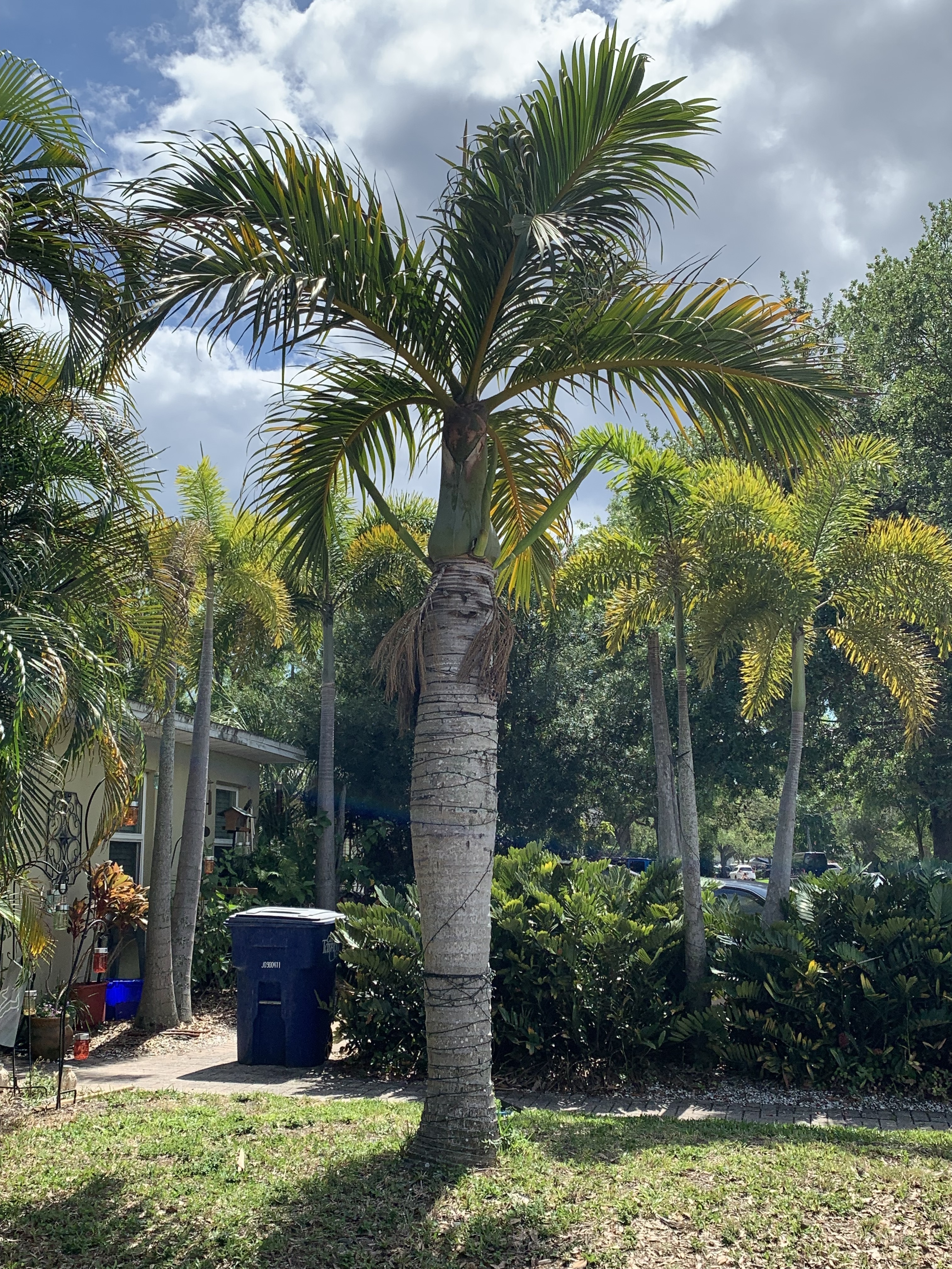 Hyophorbe verschaffeltii