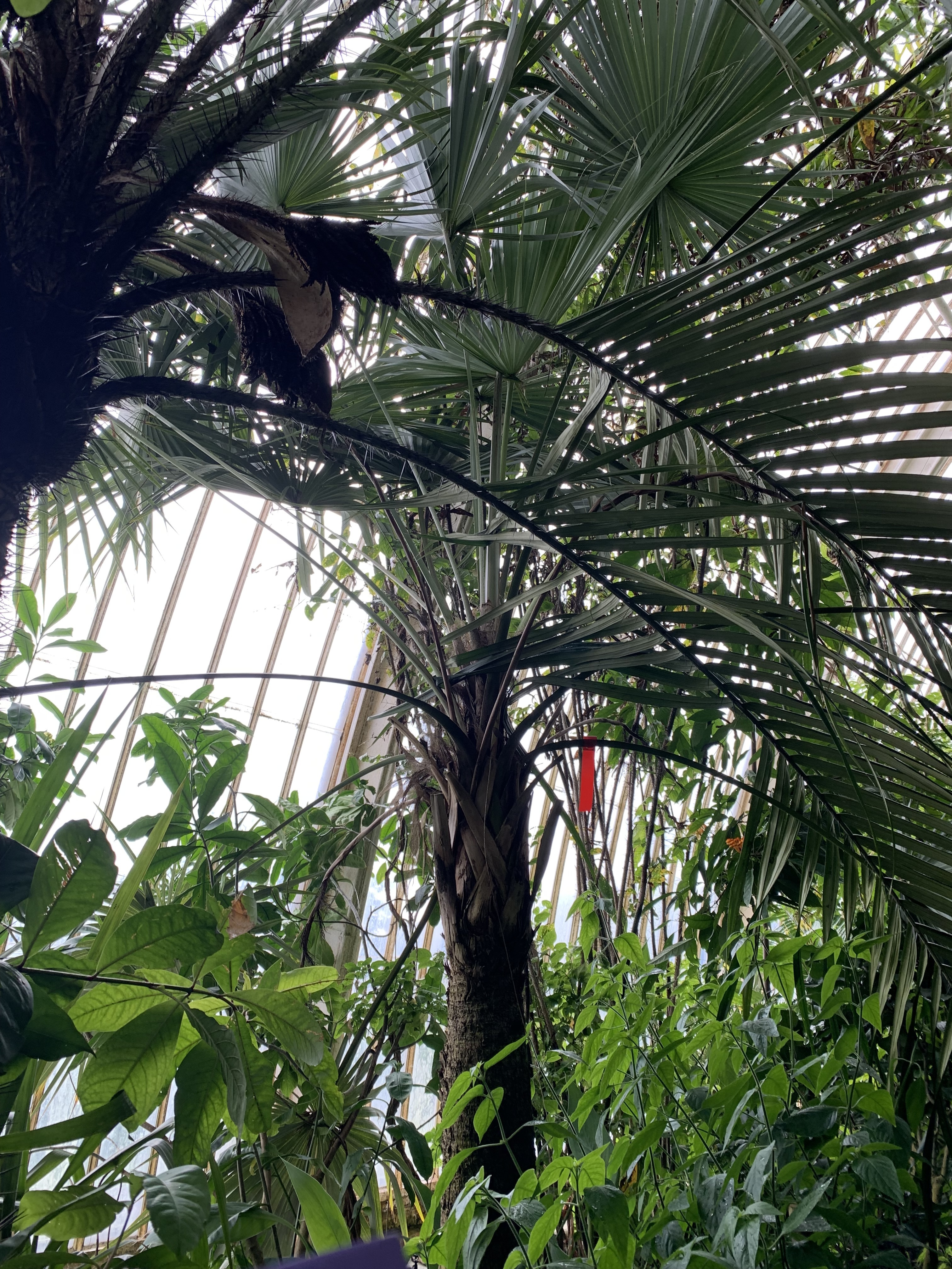 Kew gardens Leucothrinax morrissii