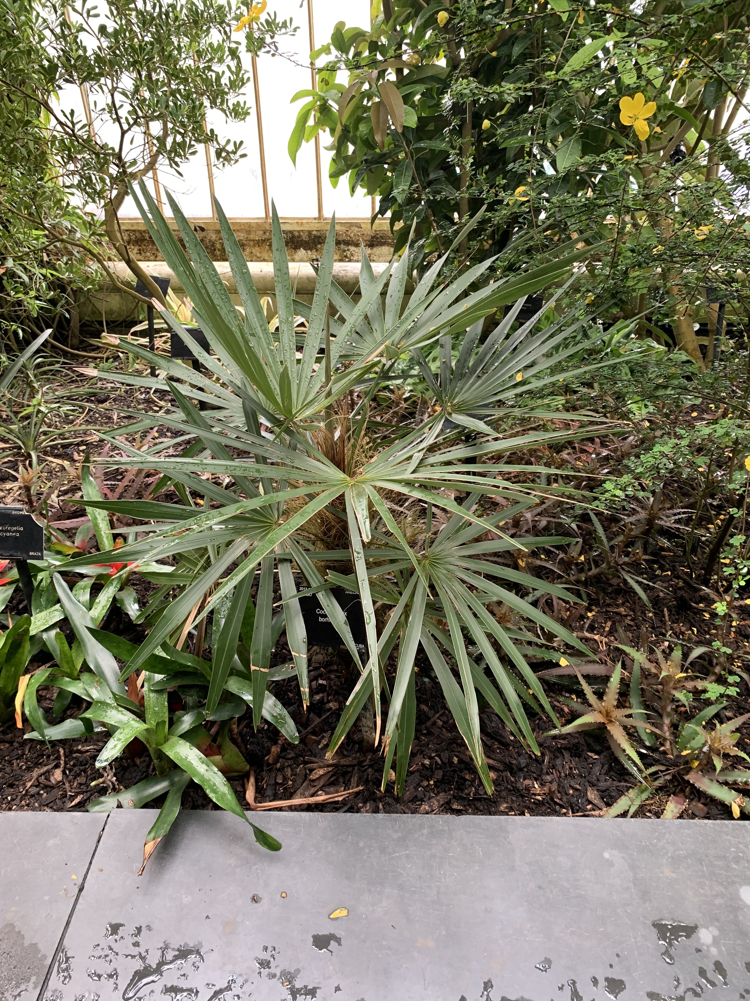 Coccothrinax borhidiana