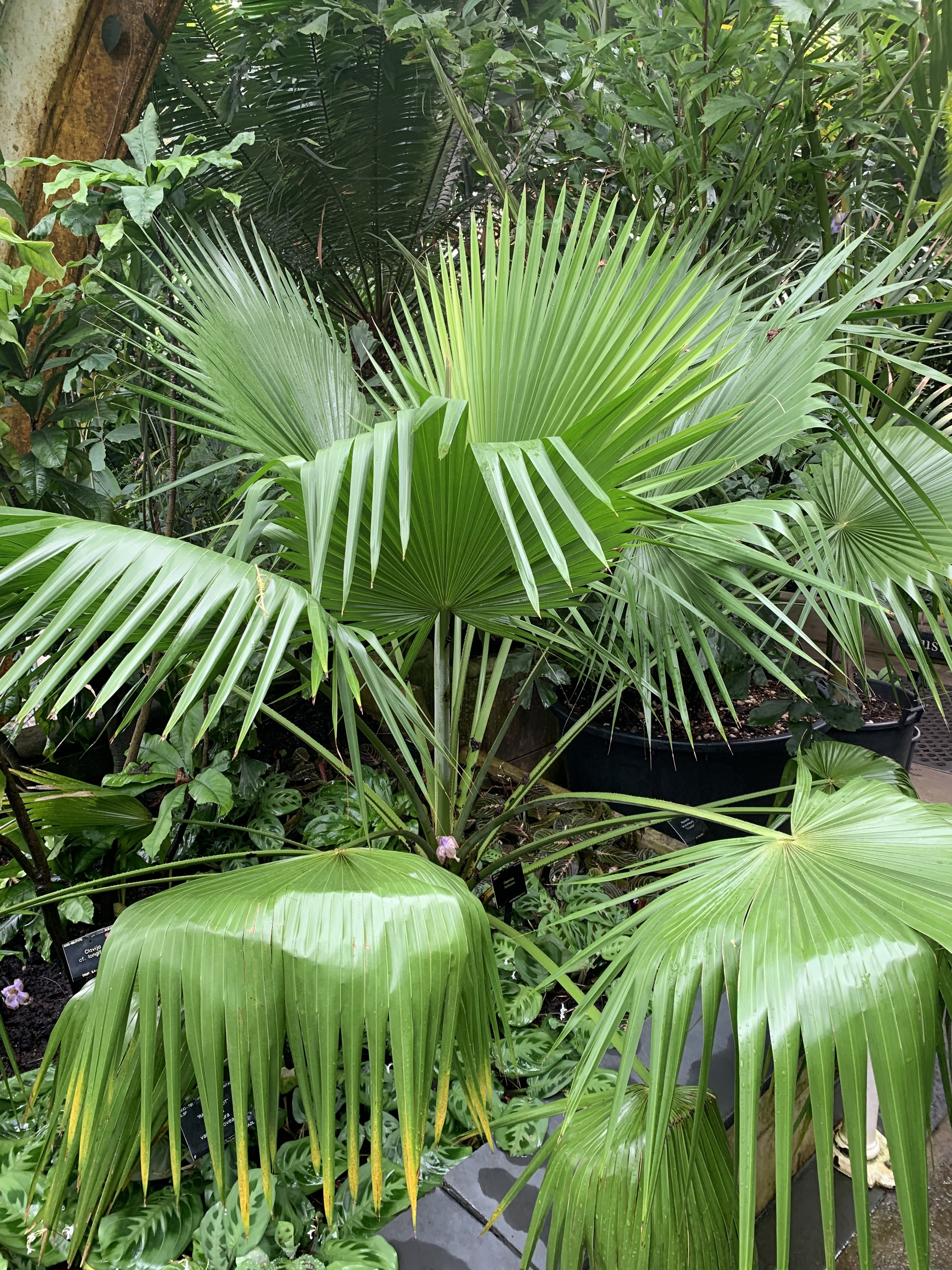 Kew Gardens Trithrinax brasiliensis