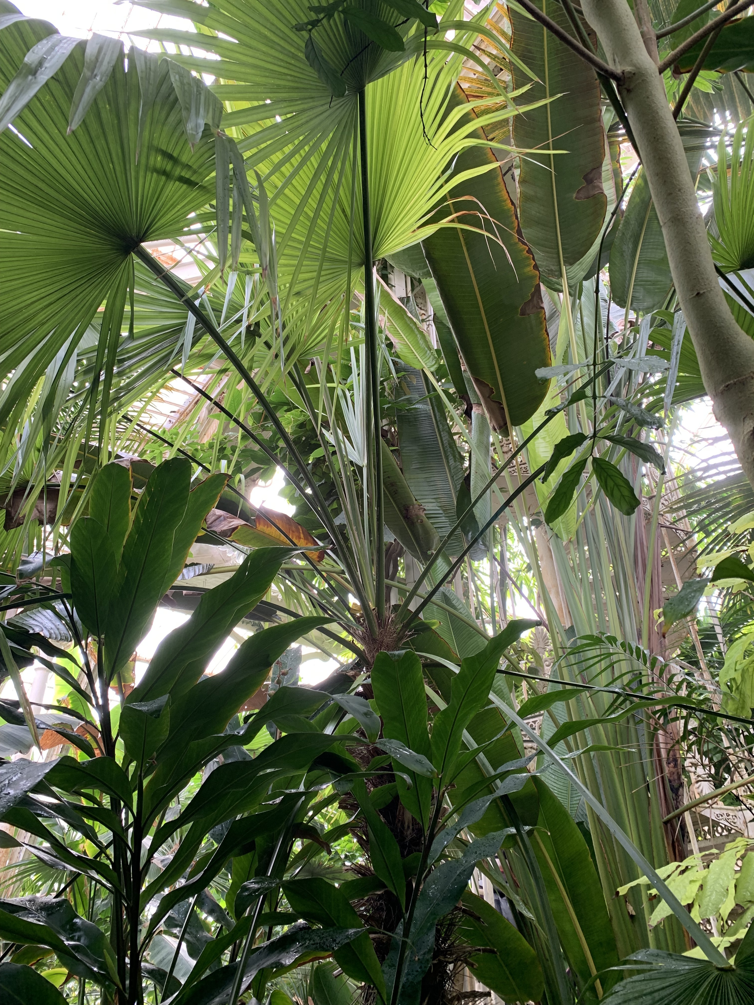 Kew Gardens Trithrinax Brasiliensis
