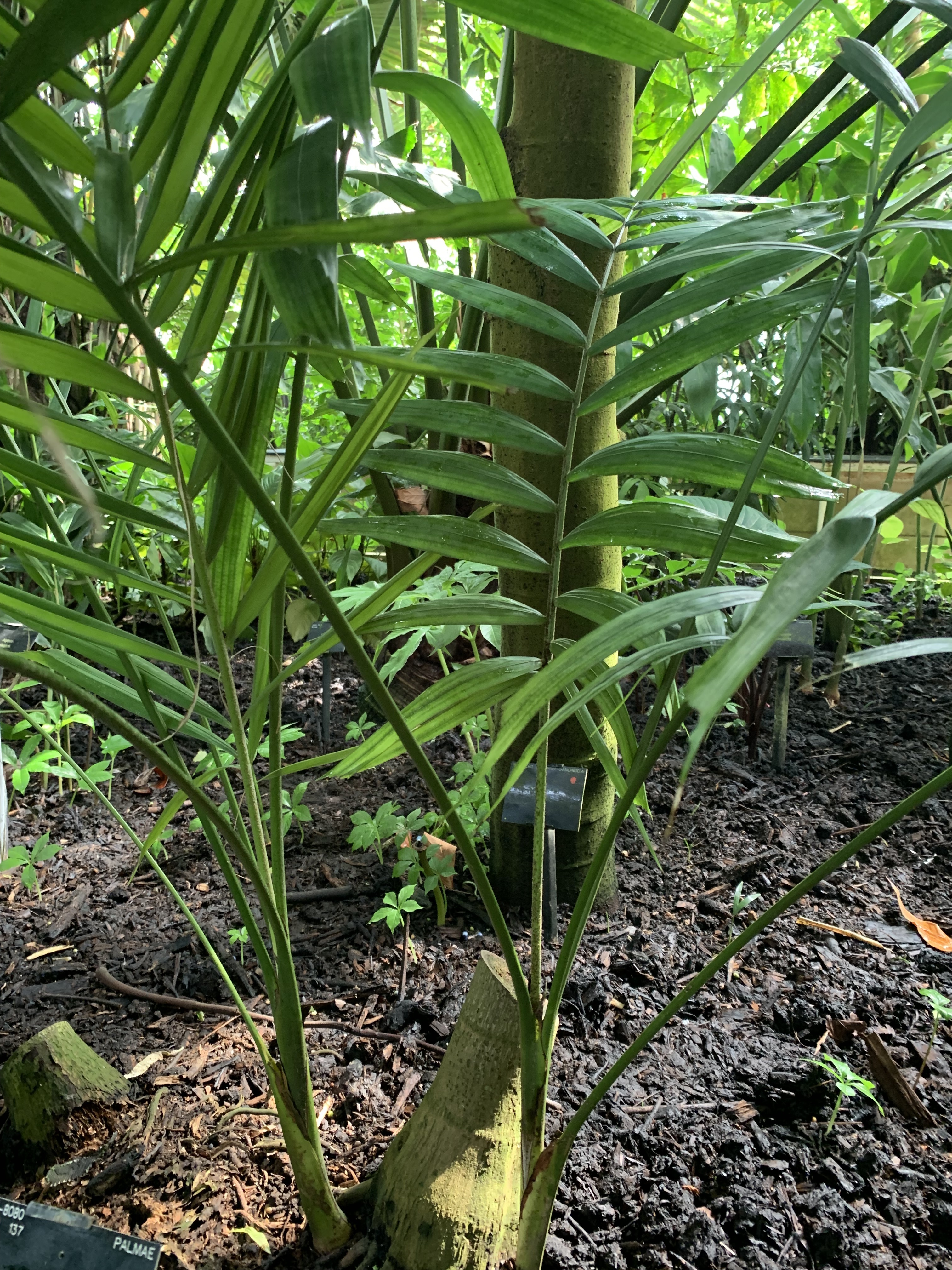 Kew Gardens Ptychosperma sanderianum