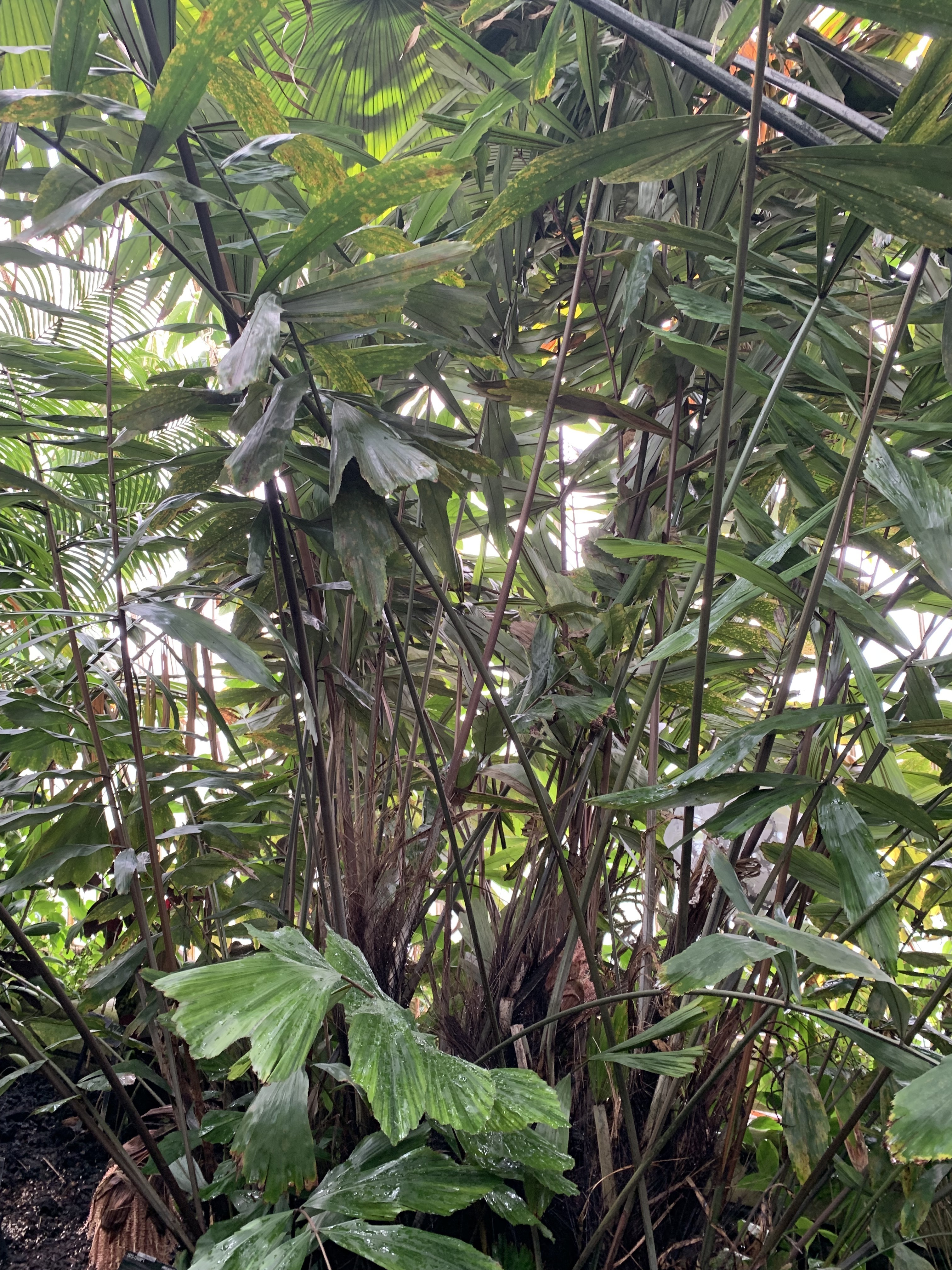 Kew Gardens Wallachian oblongifolia