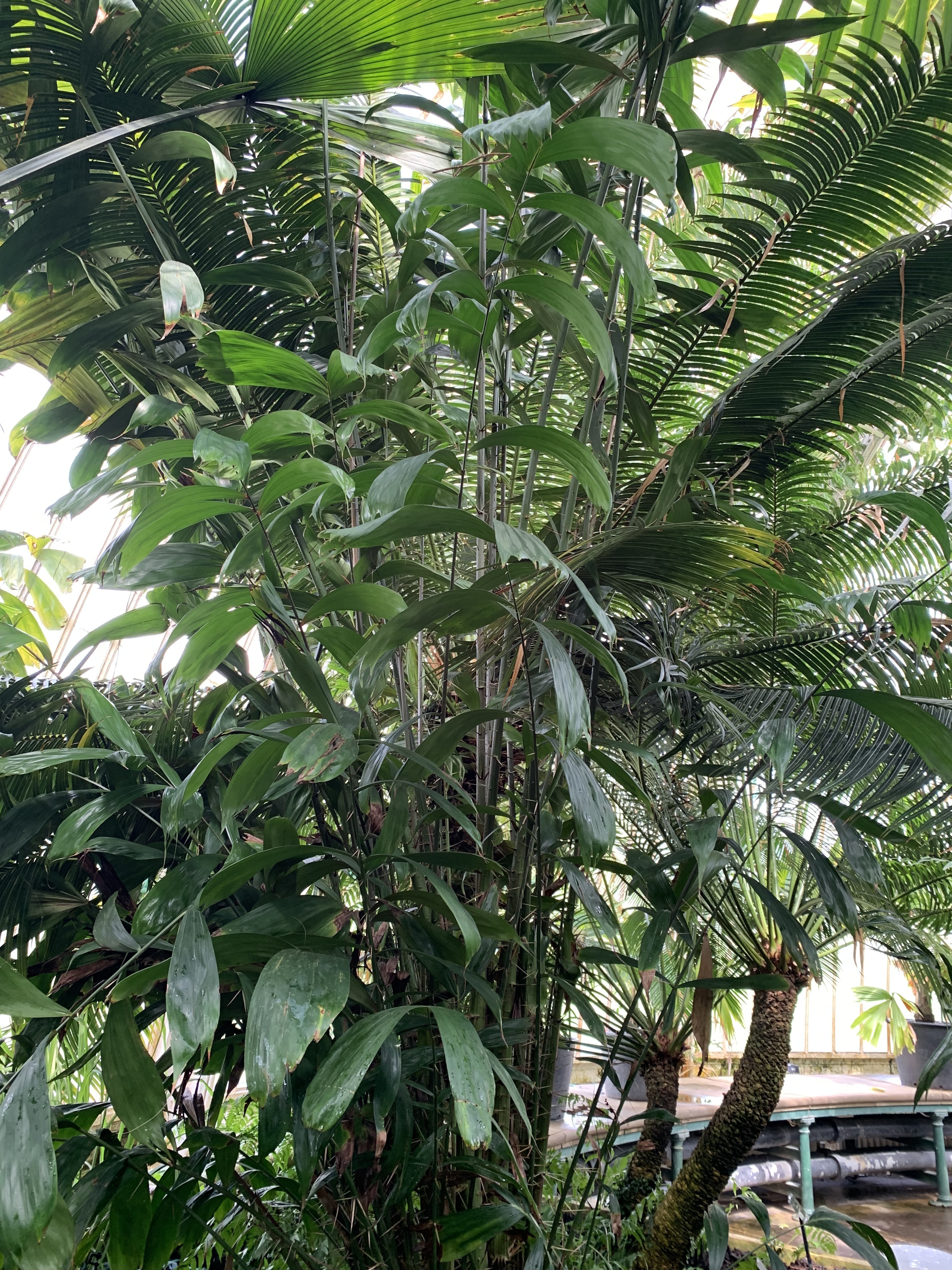 Kew Gardens Salacca ramosiana