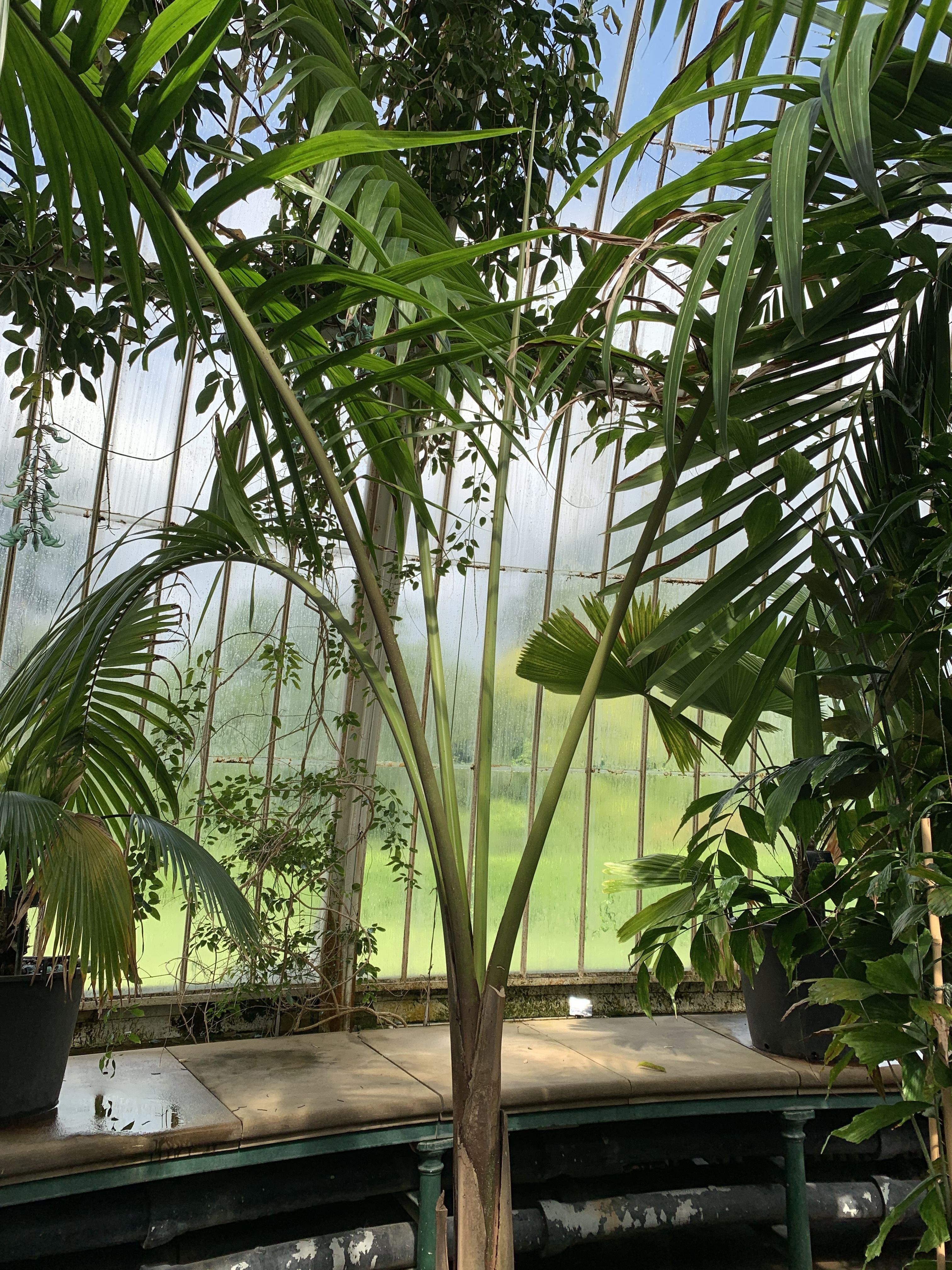 Kew Gardens Hydriastele costata