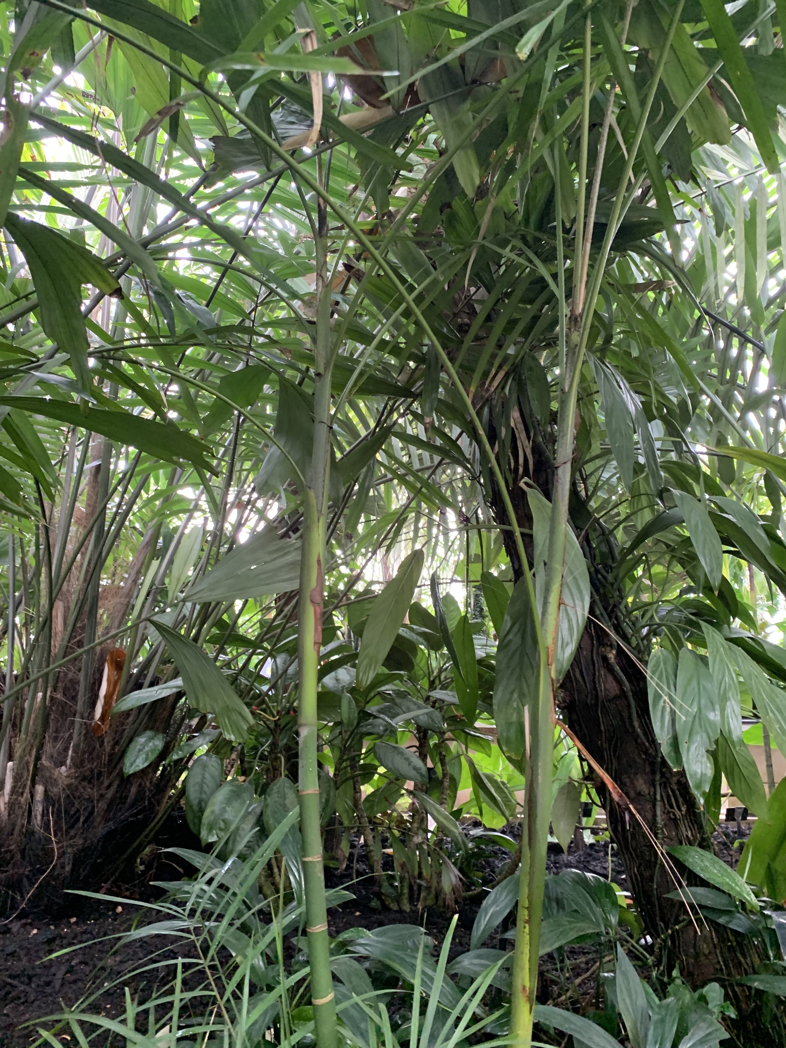 Kew Gardens Prychosperma furcatum