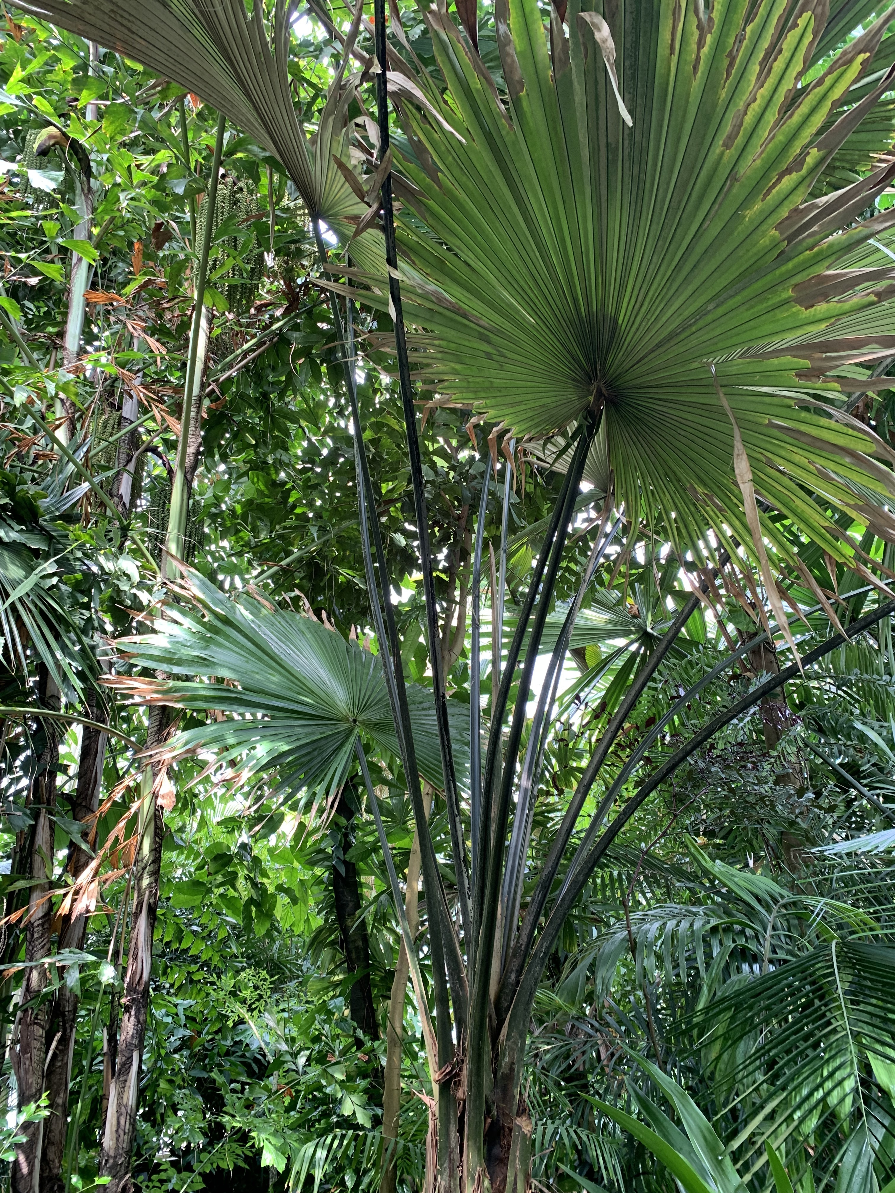 Kerriodoxa elegans