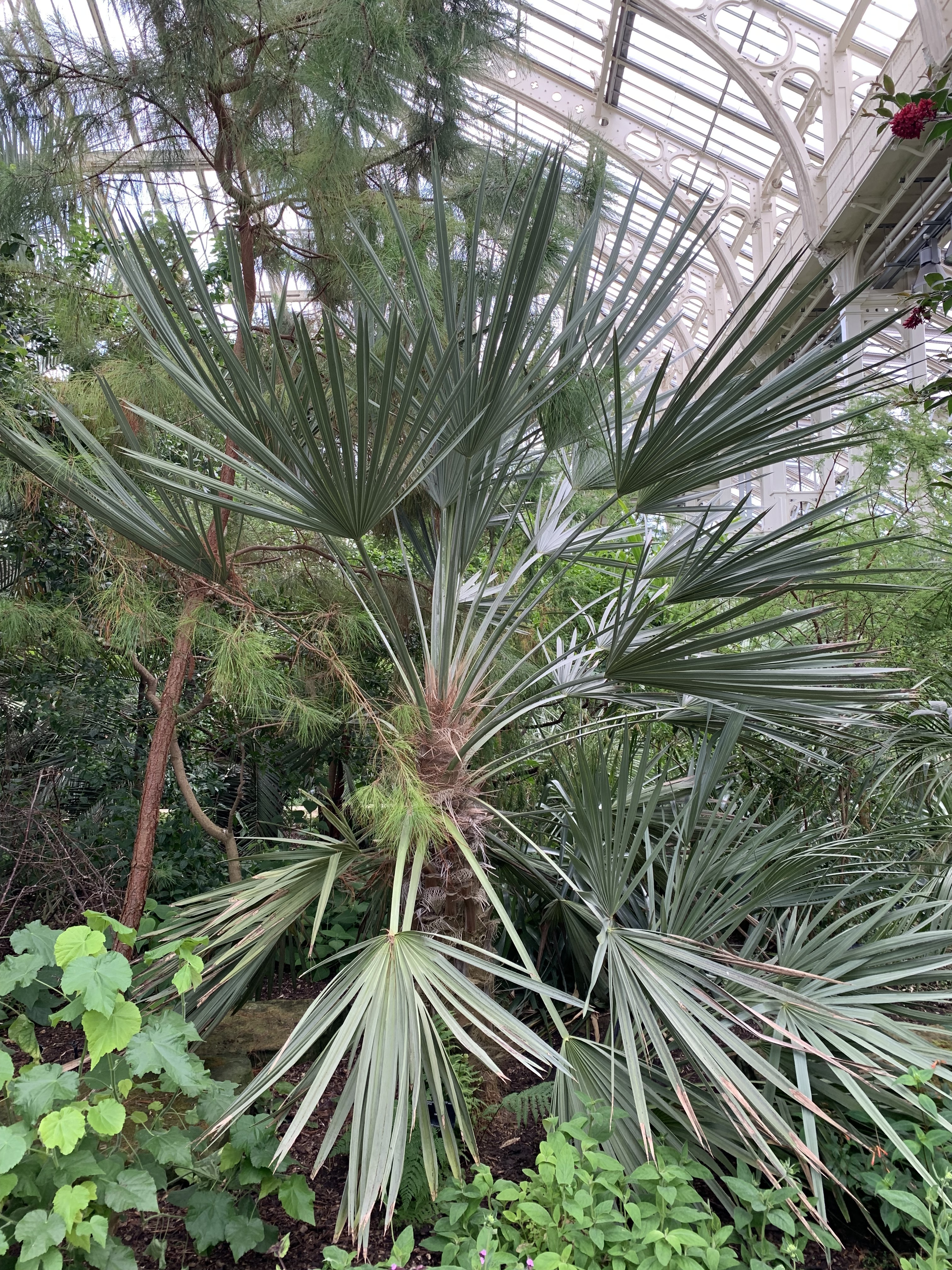 Kew Gardens Trithrinax campestris