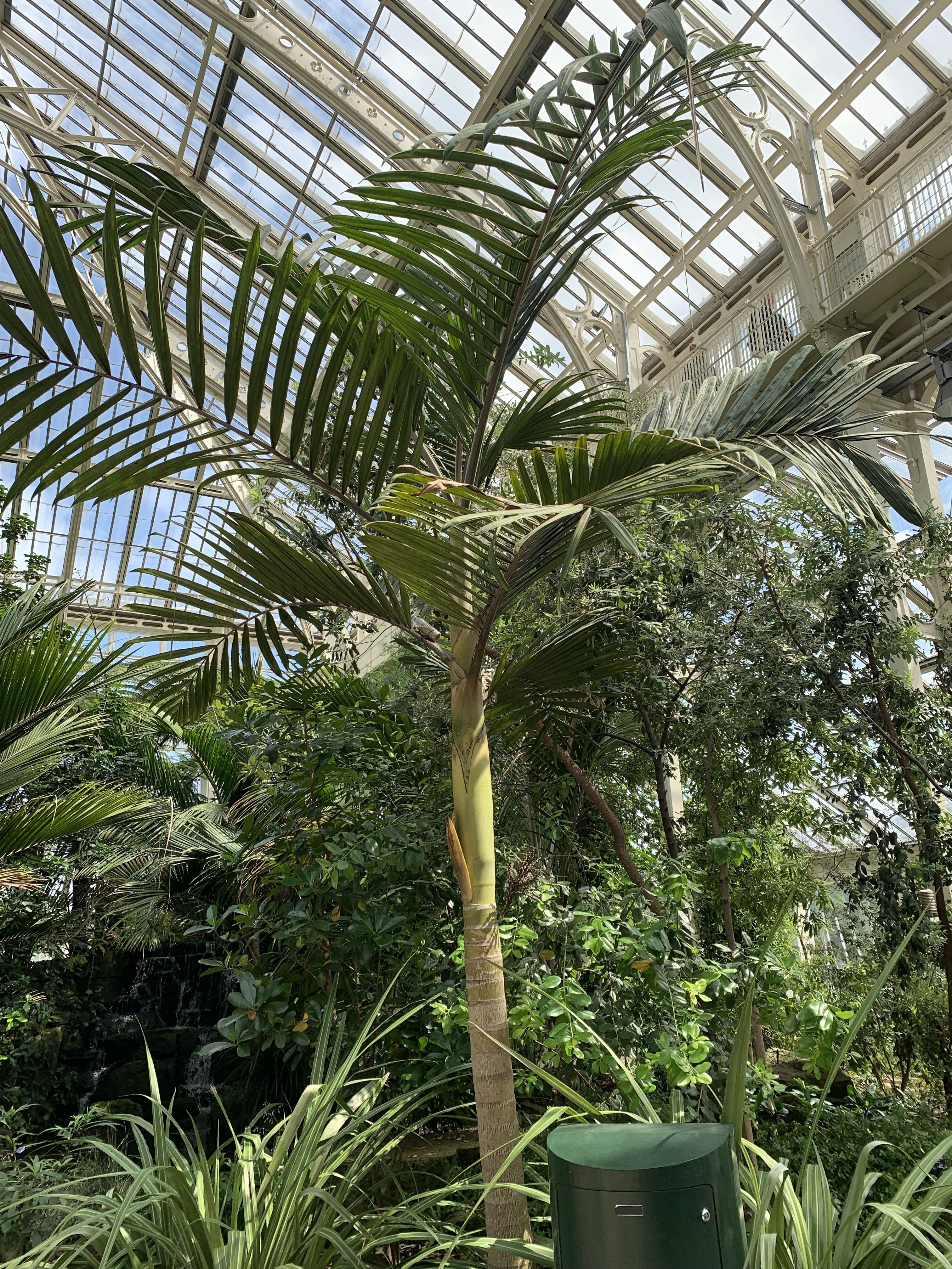 Kew Gardens Chambeyronia hookeri