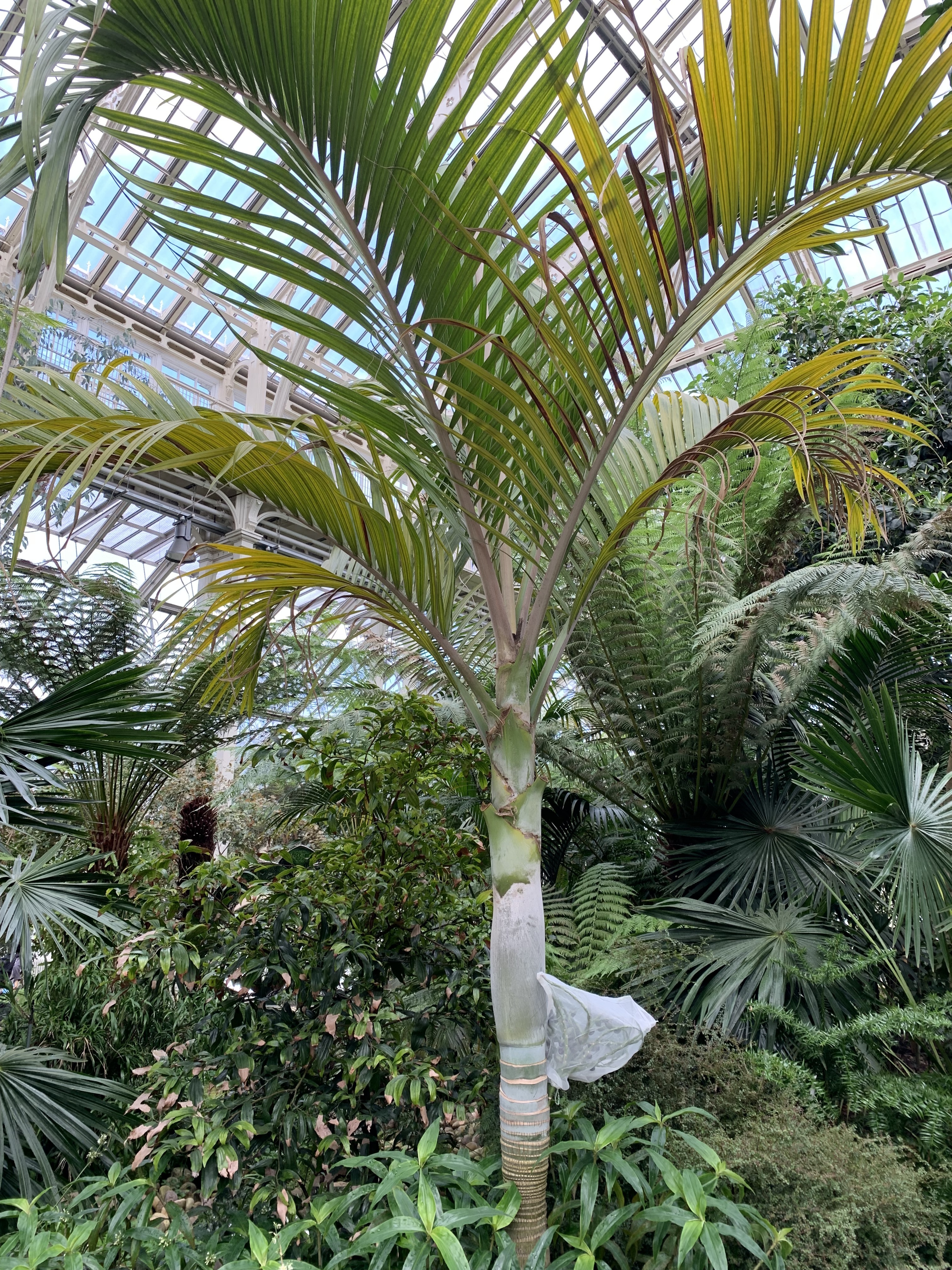 Kew Gardens Hedyscape canterburyana