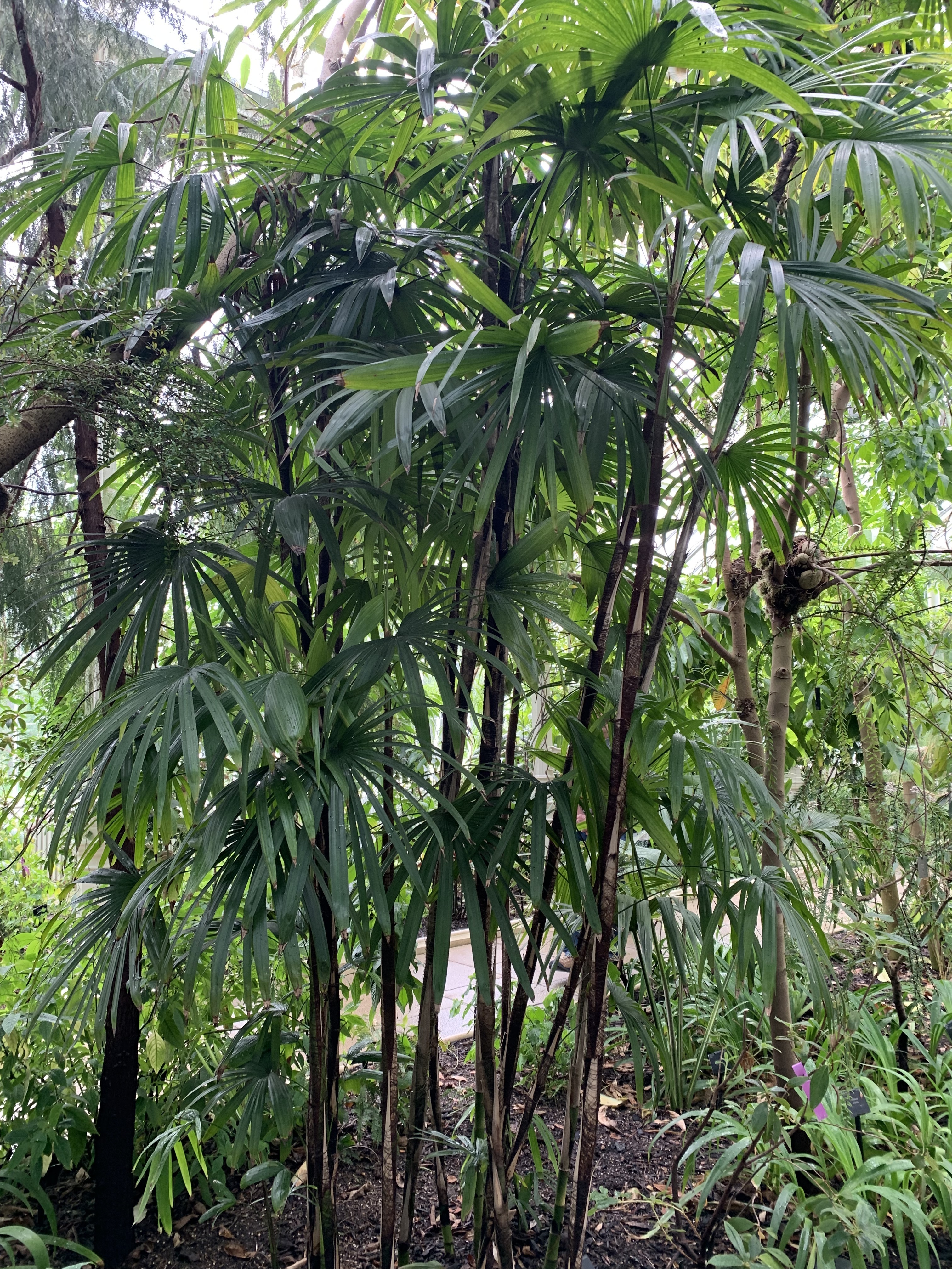 Rhapis excelsa