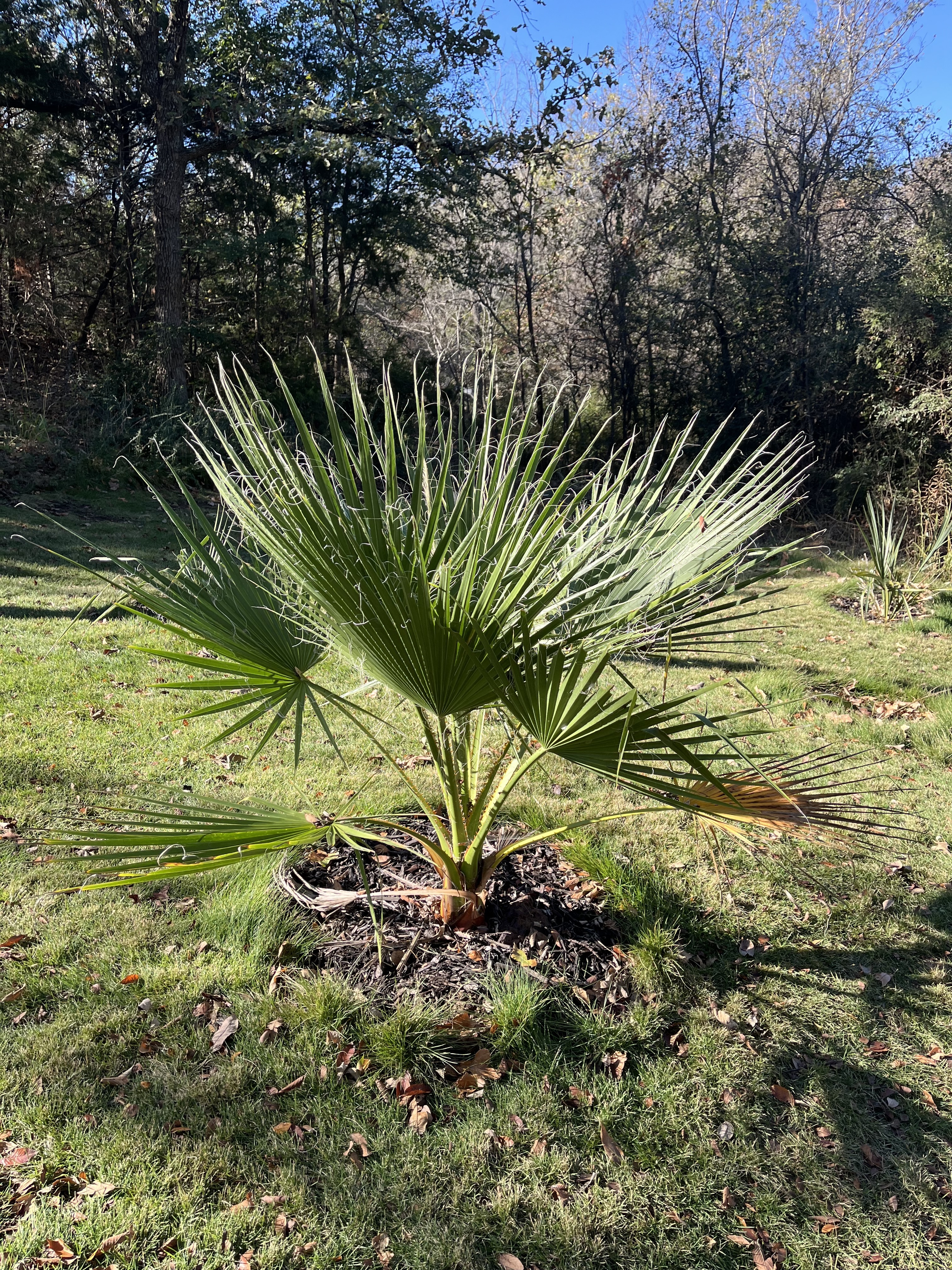 Washingtonia filifera