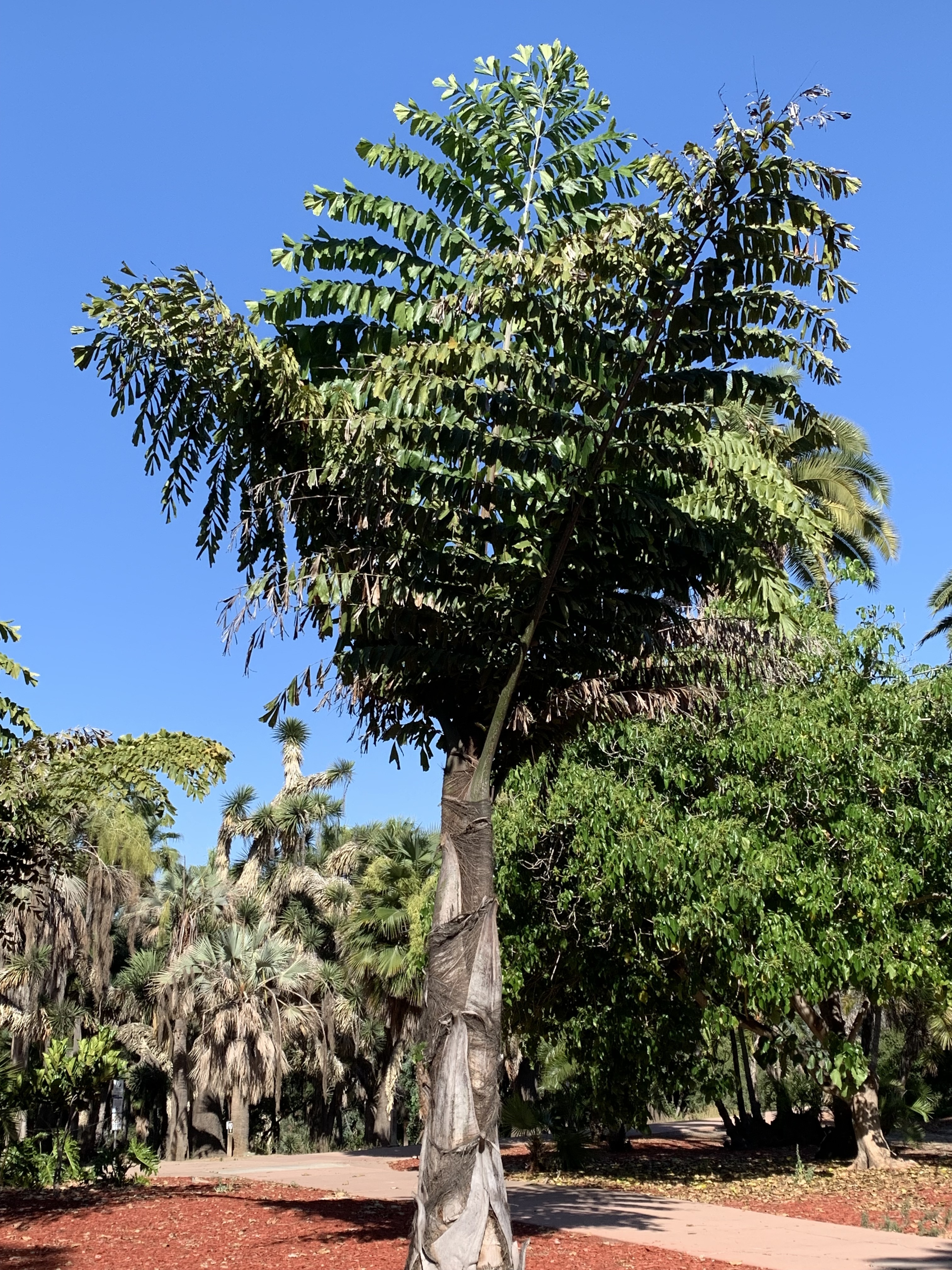 Balboa Park Caryota urens