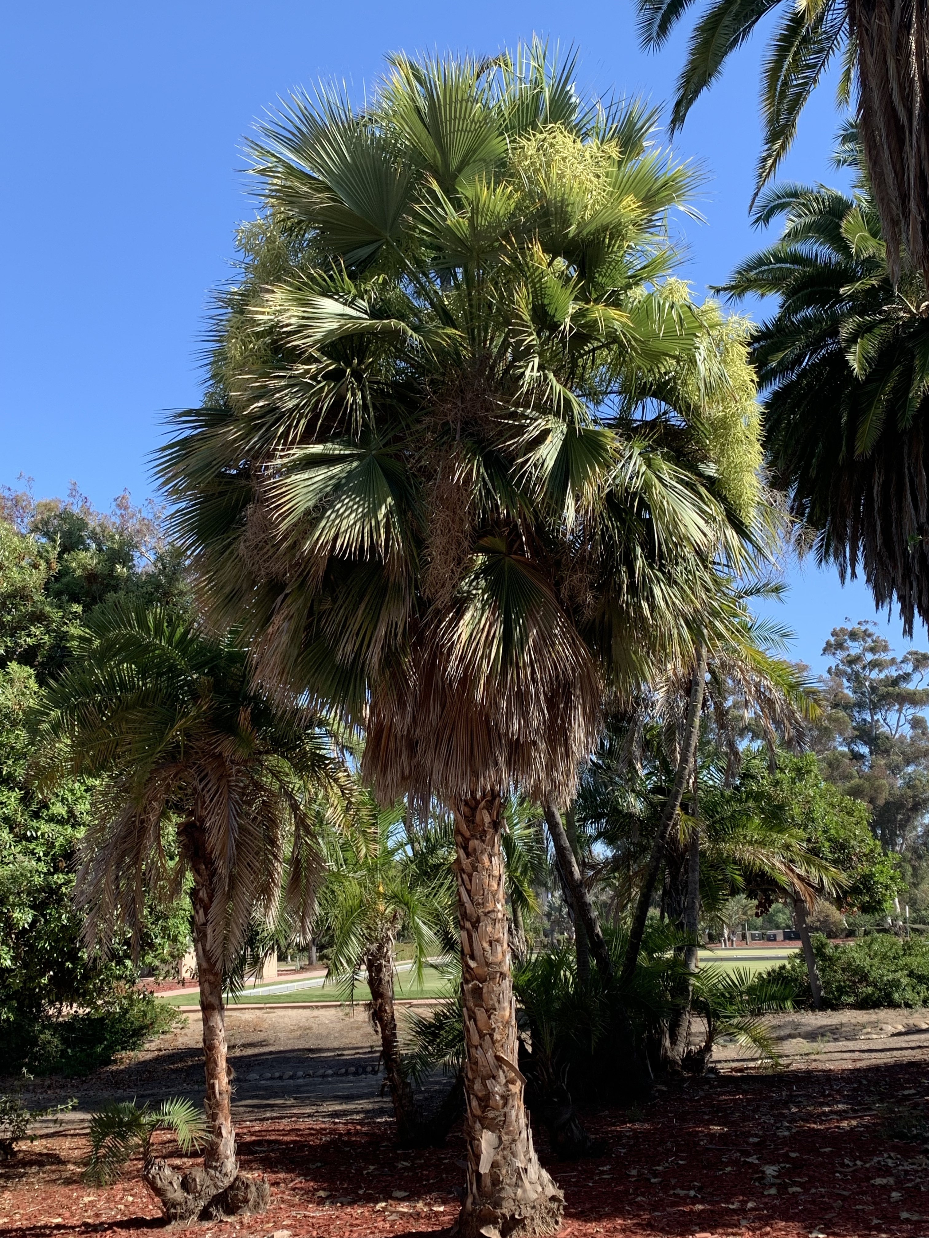 Balboa Park Brahea brandegeei