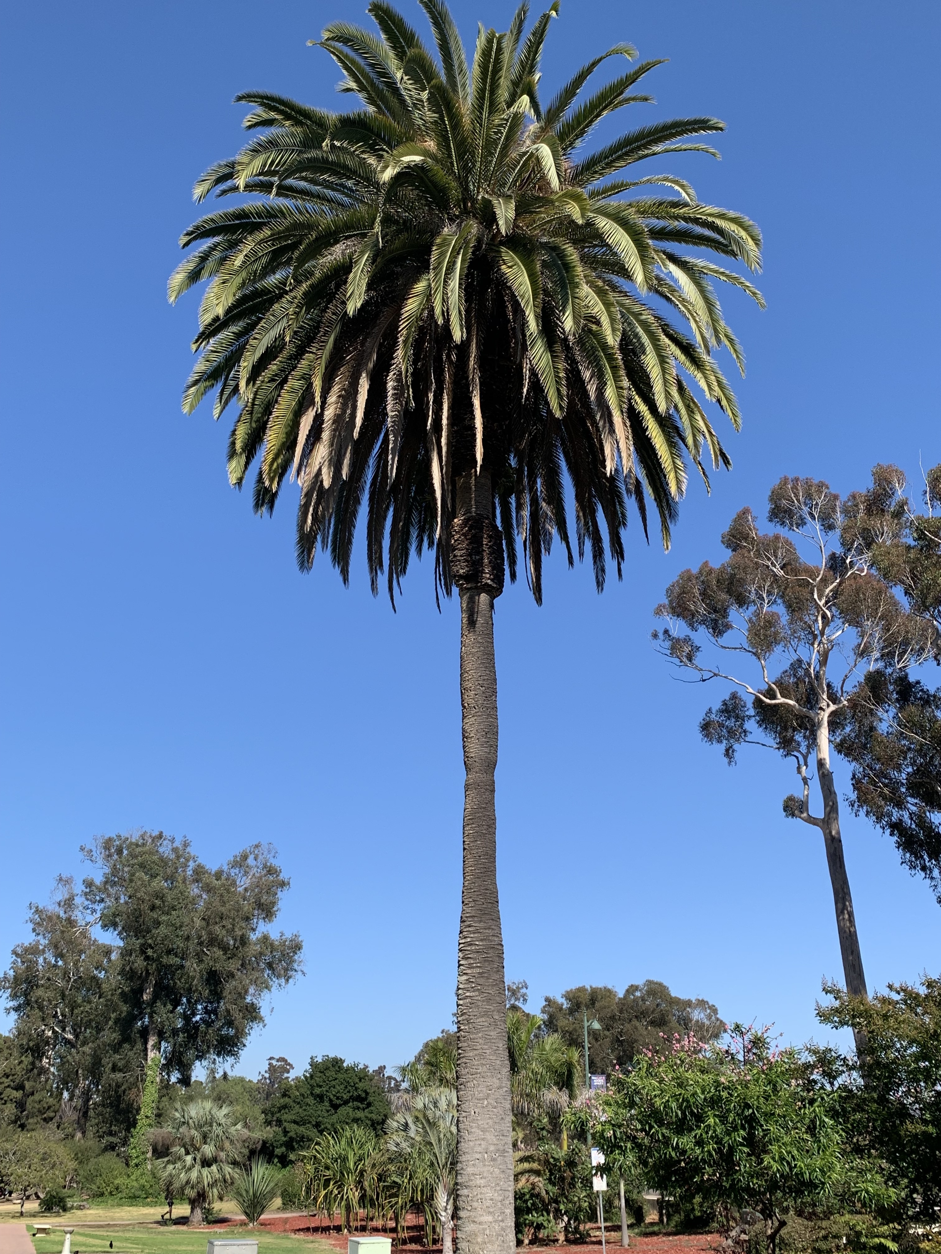 Balboa Park Phoenix sylvestris