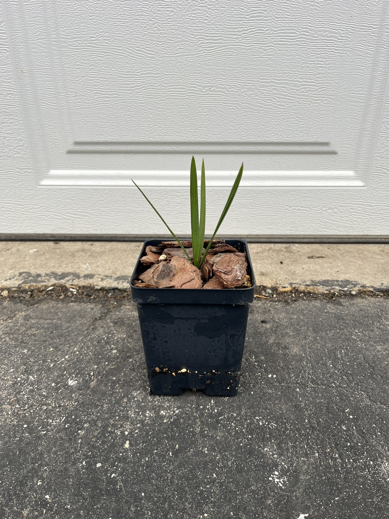 Sabal palmetto