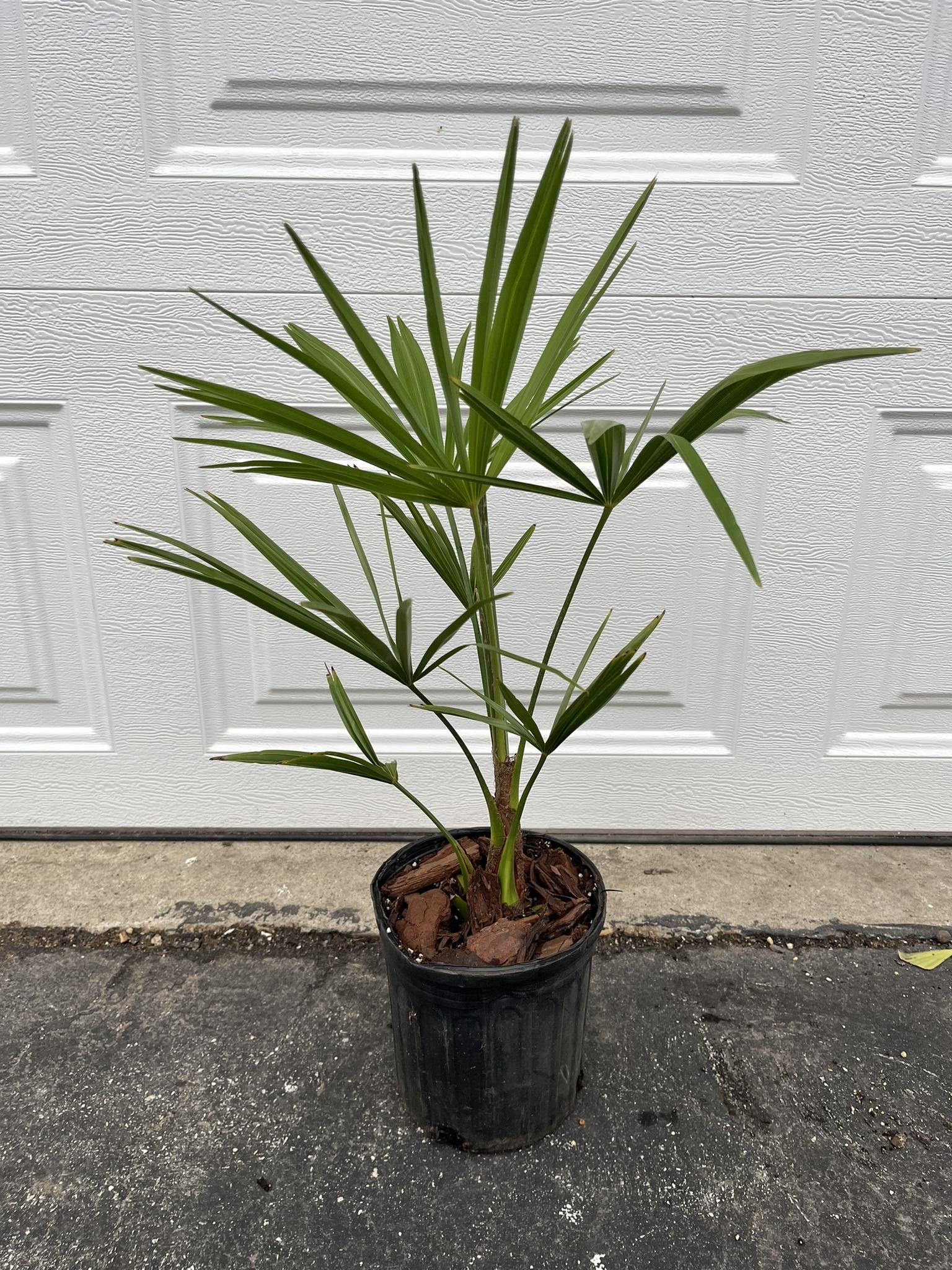 Trachycarpus fortunei