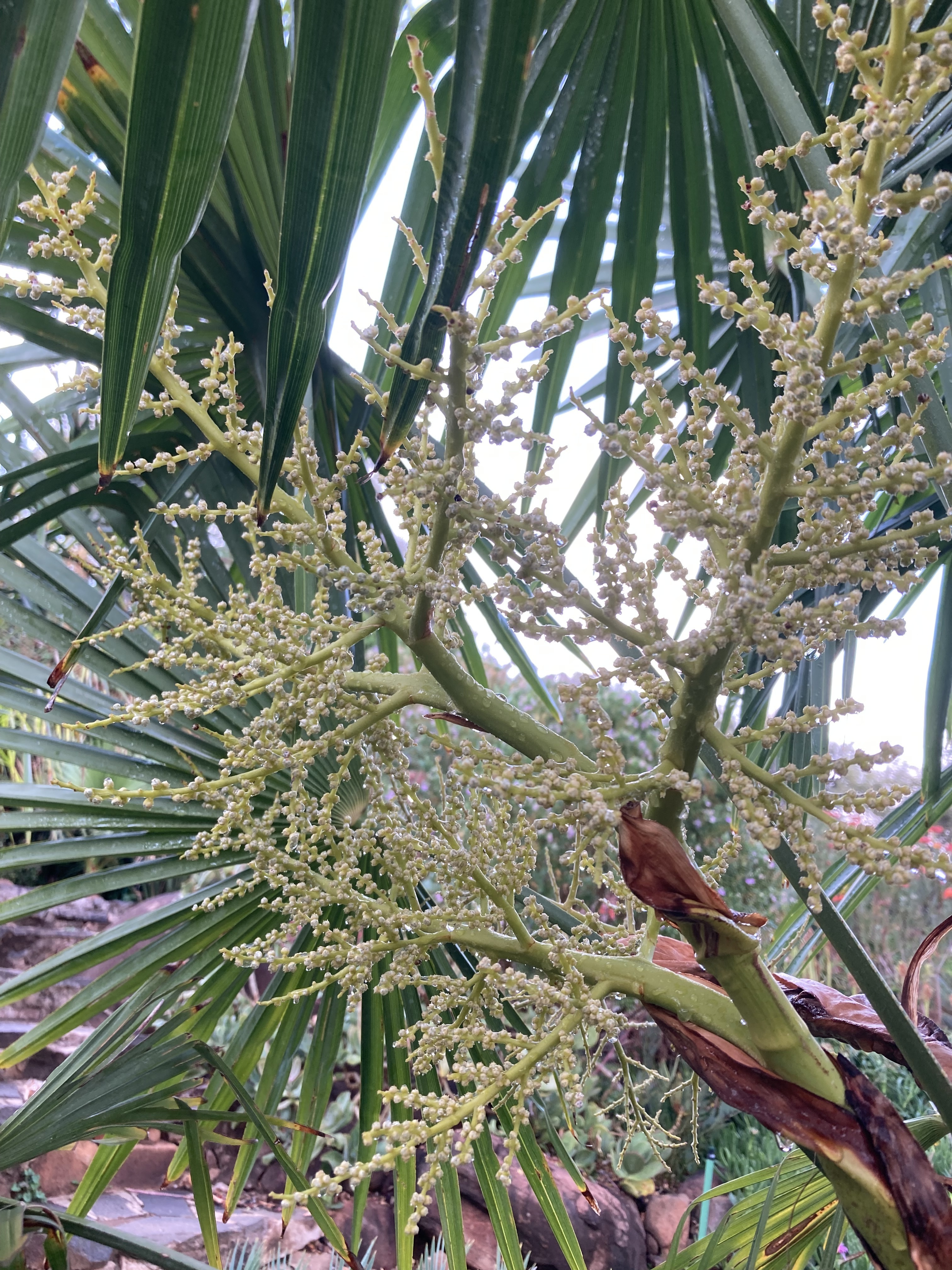 Trachycarpus fortunei