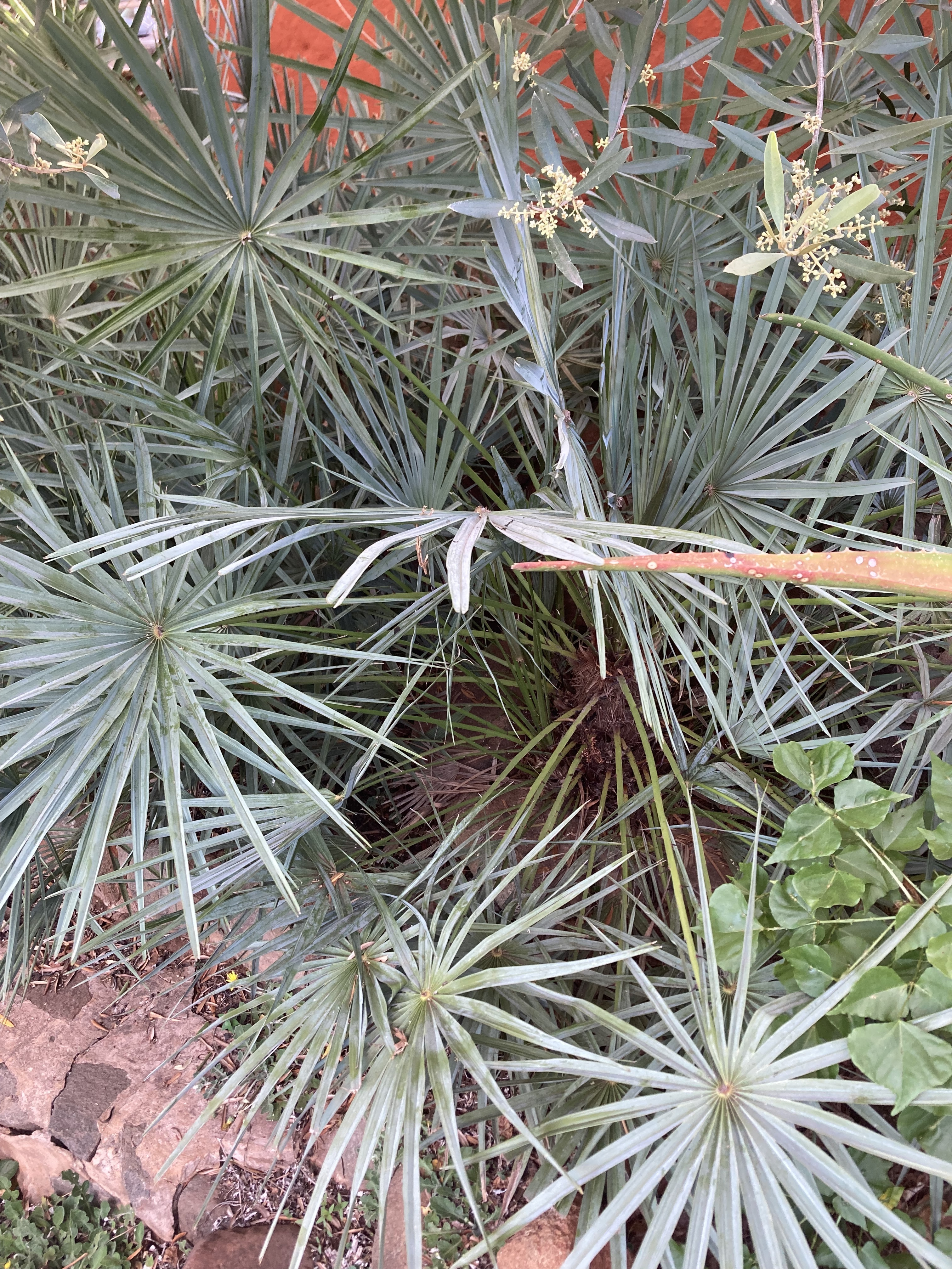 Chamaerops humilis var. argentea