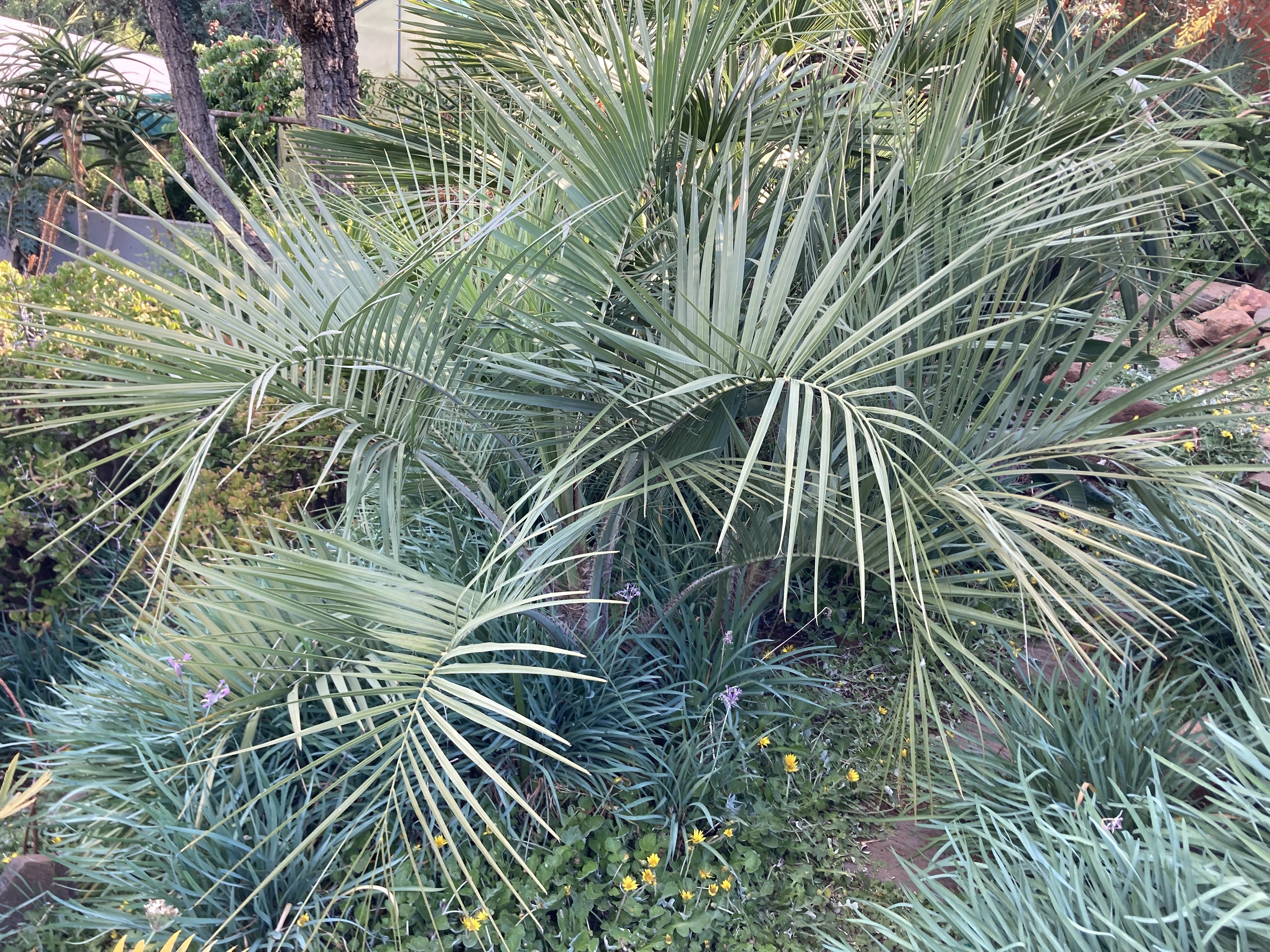 Butia odorata