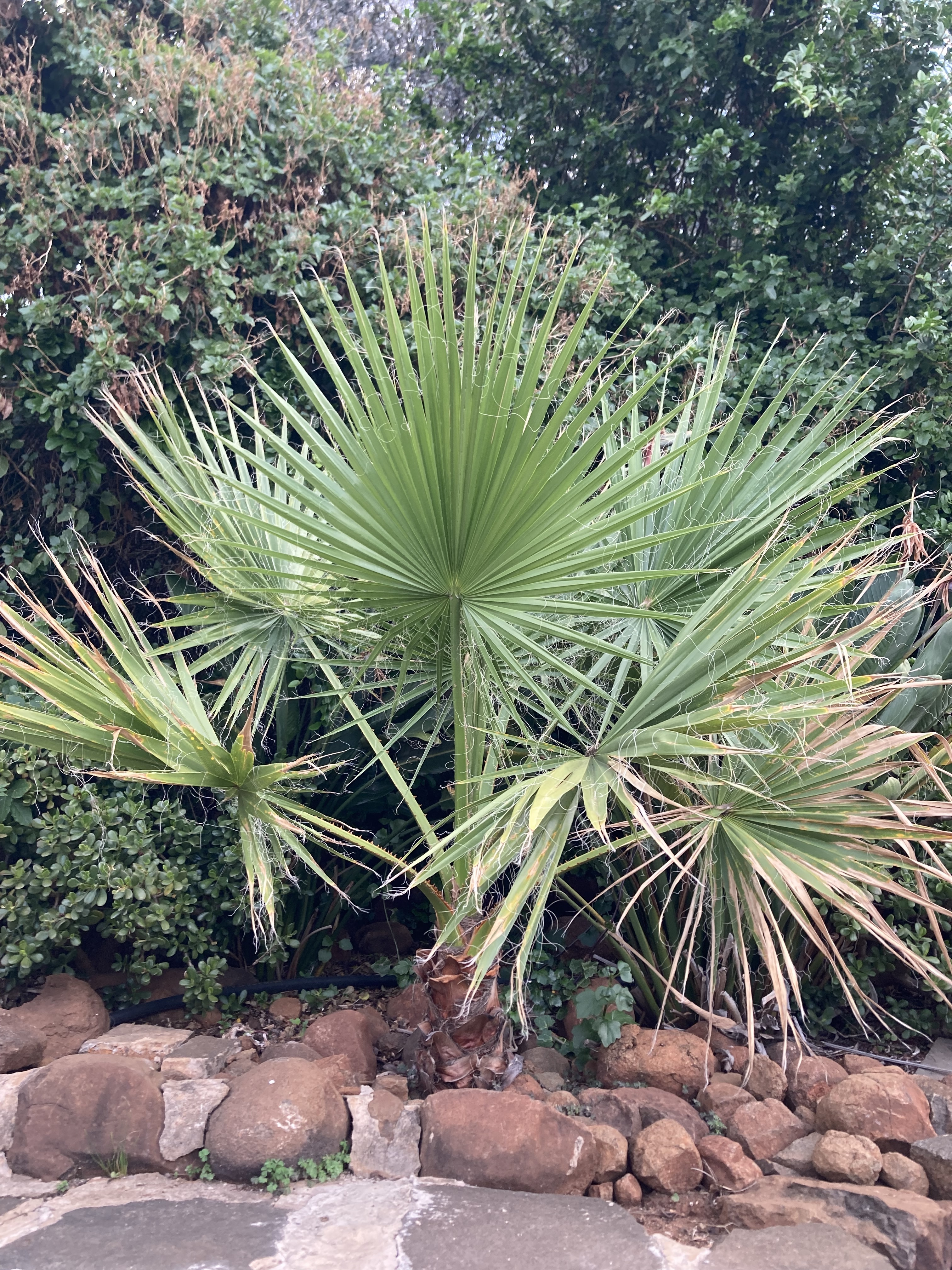 Washingtonia filifera