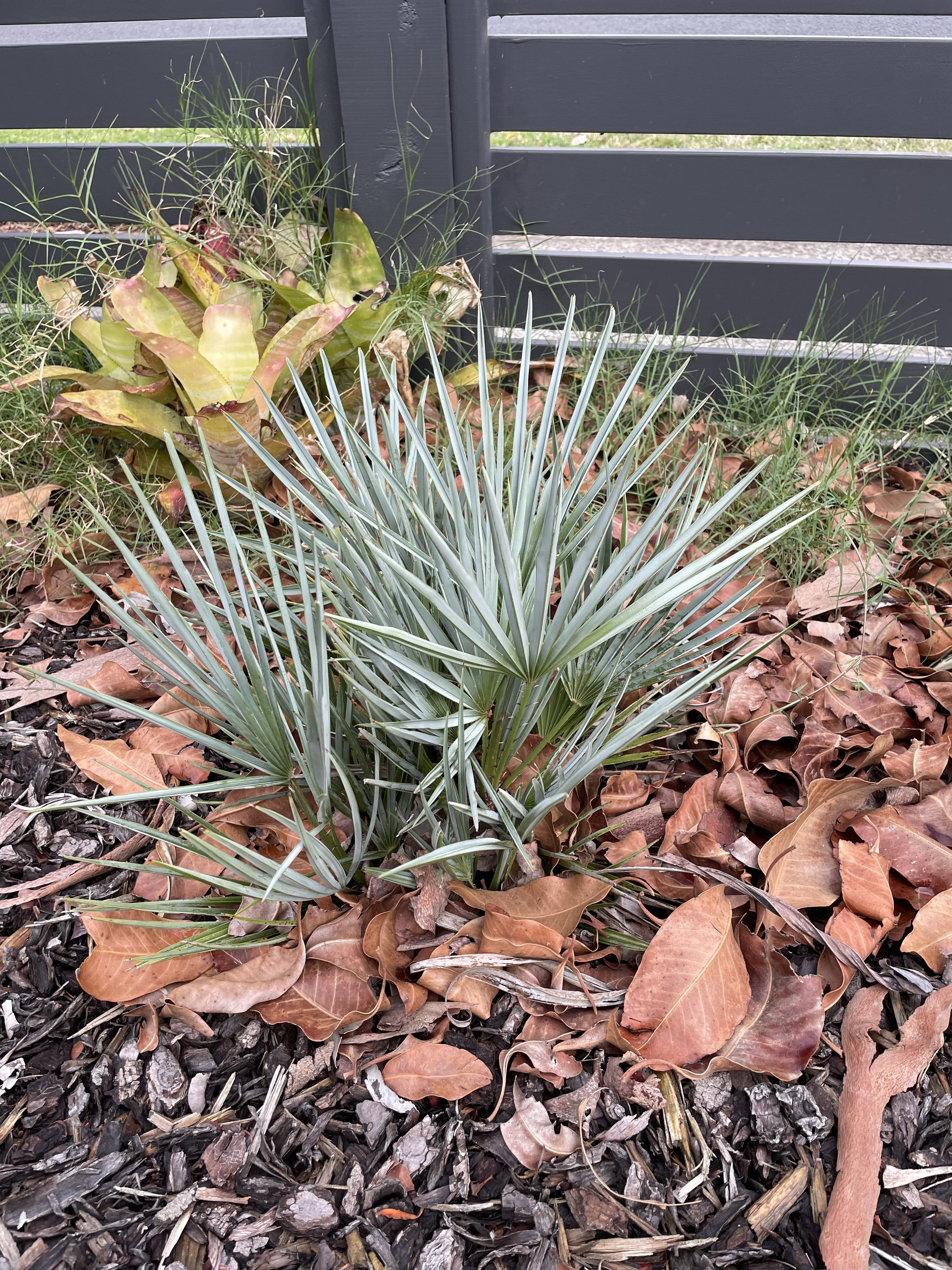 Chamaerops humilis var. argentea